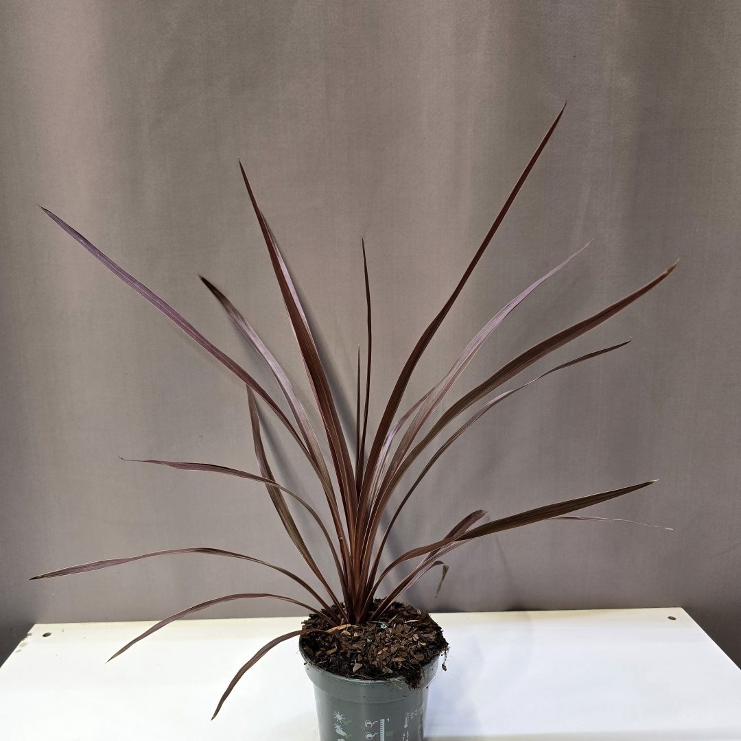 Cordyline australis Red Star bordó levelű déli bunkóliliom kaspós dísznövény
