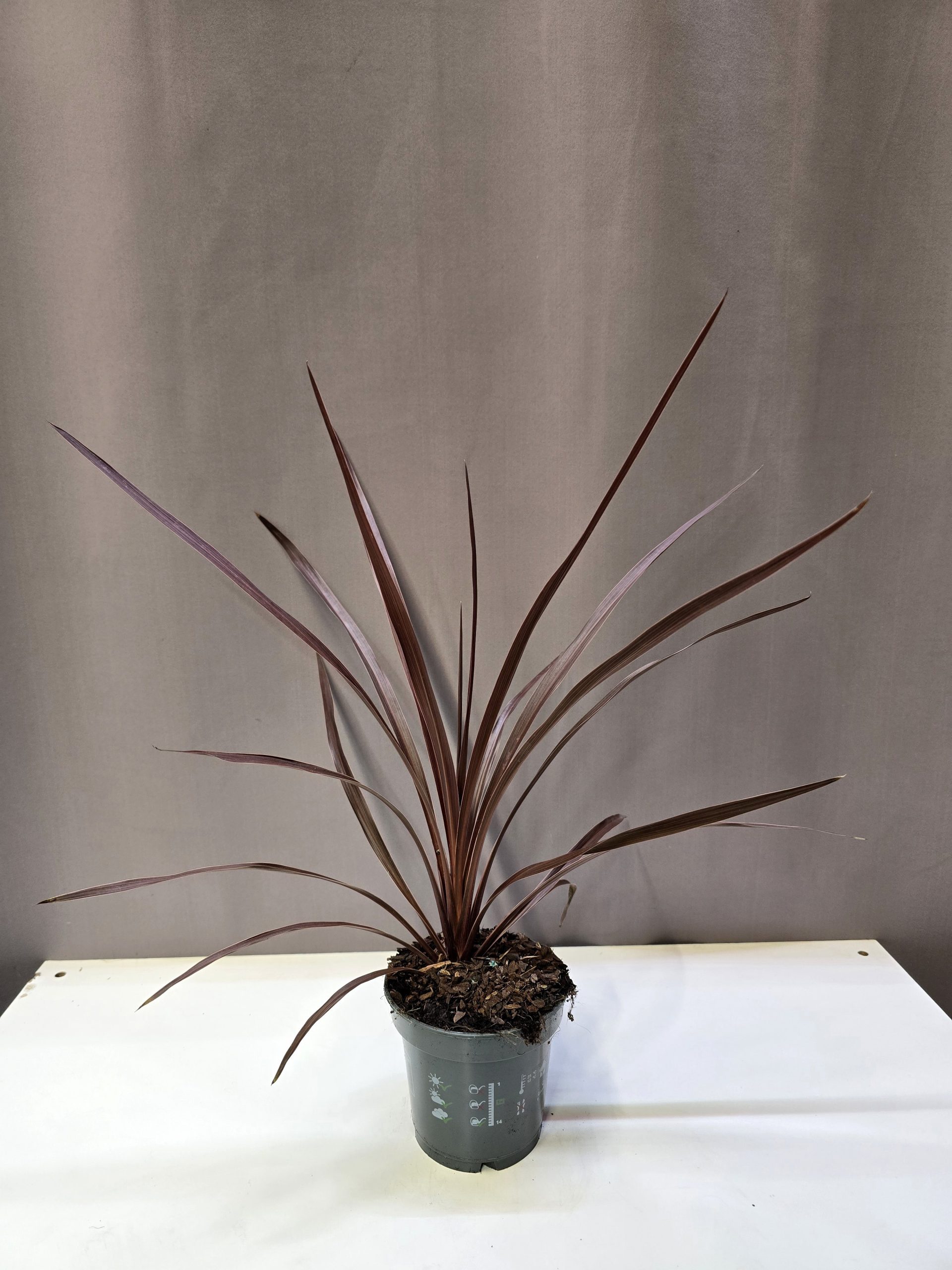 Cordyline australis Red Star bordó levelű déli bunkóliliom kaspós dísznövény