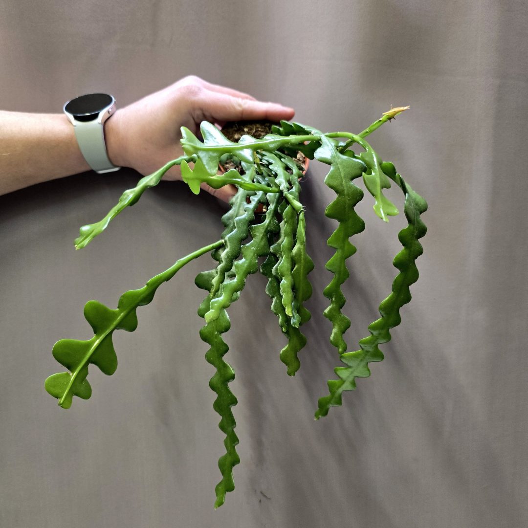 Epiphyllum anguliger karéjos kaktusz hullámos szárú különleges szobanövény