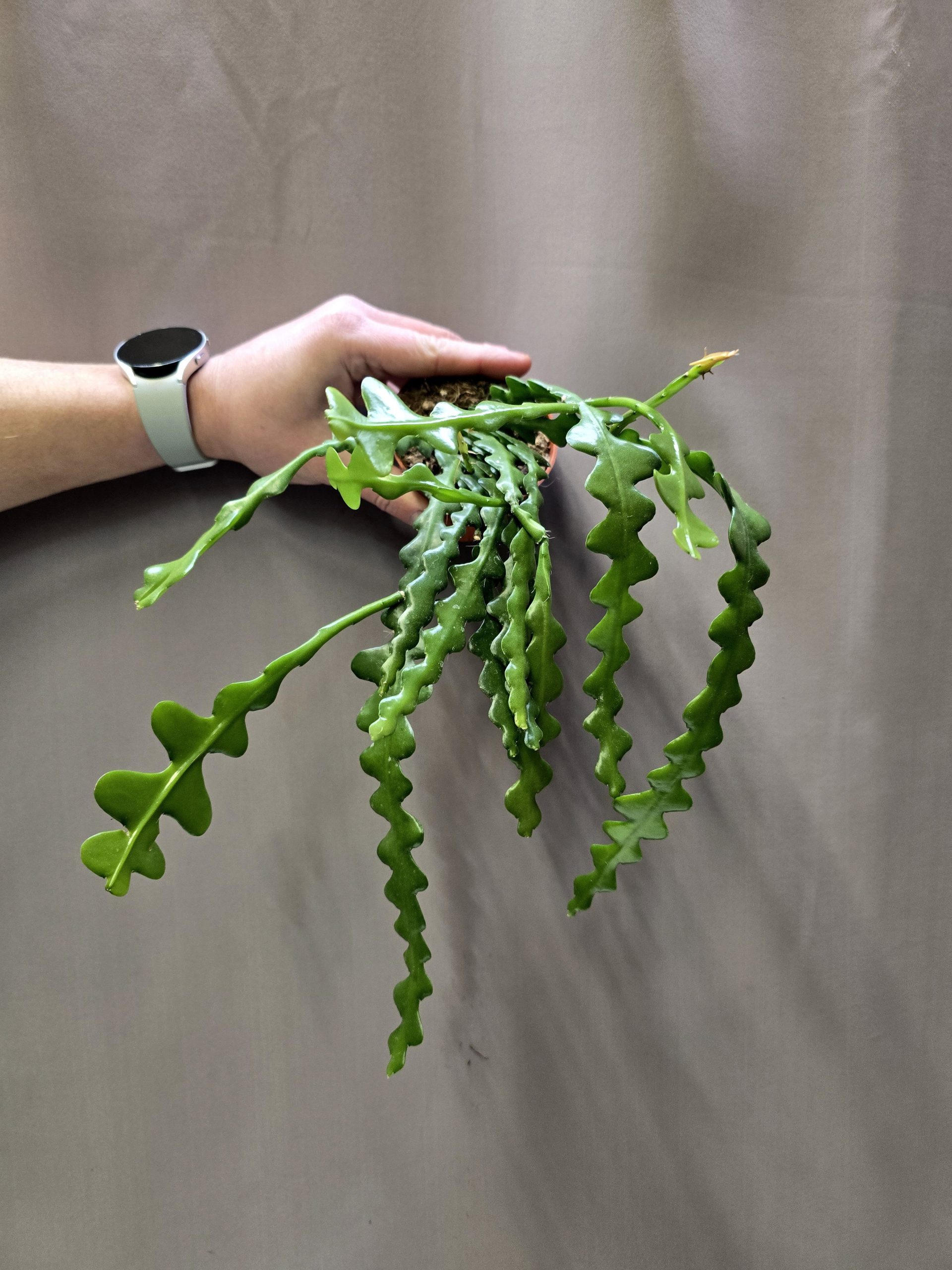 Epiphyllum anguliger karéjos kaktusz hullámos szárú különleges szobanövény