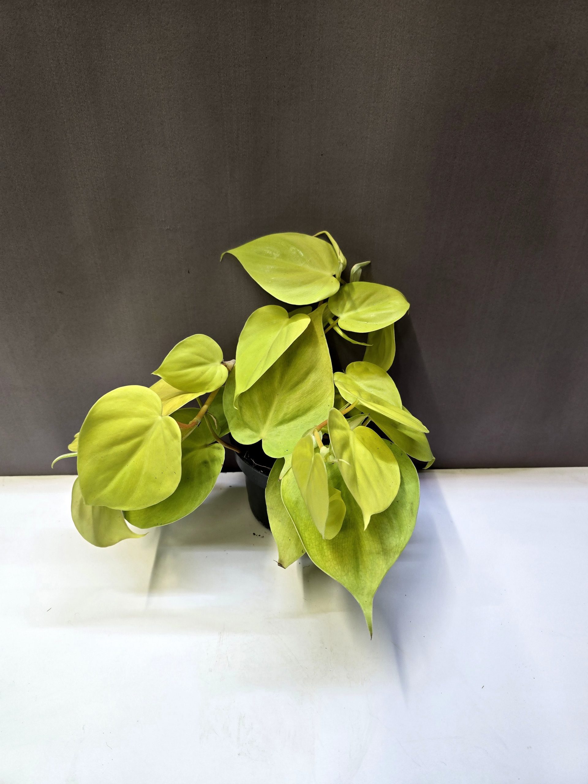 Philodendron scandens Lemon Lime világos levelű futó szobanövény