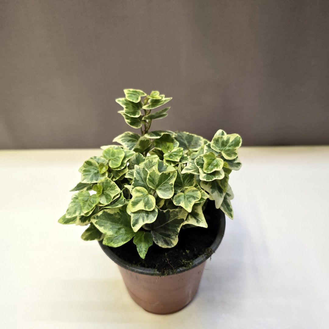 Hedera White Wonder fehér-zöld tarka levelű futó borostyán szobanövény