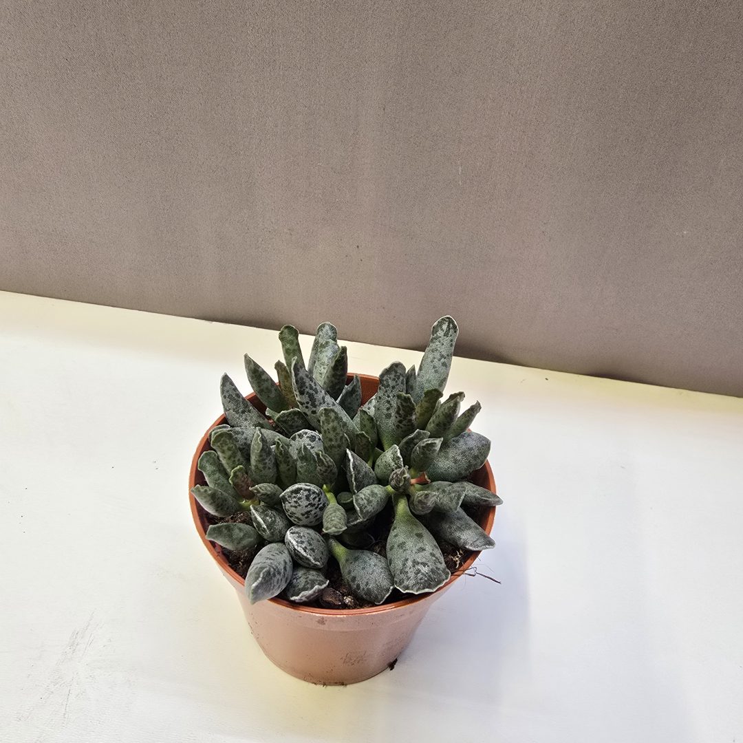 Adromischus cooperi vaskos májlevél vastag levelű különleges pozsgás növény