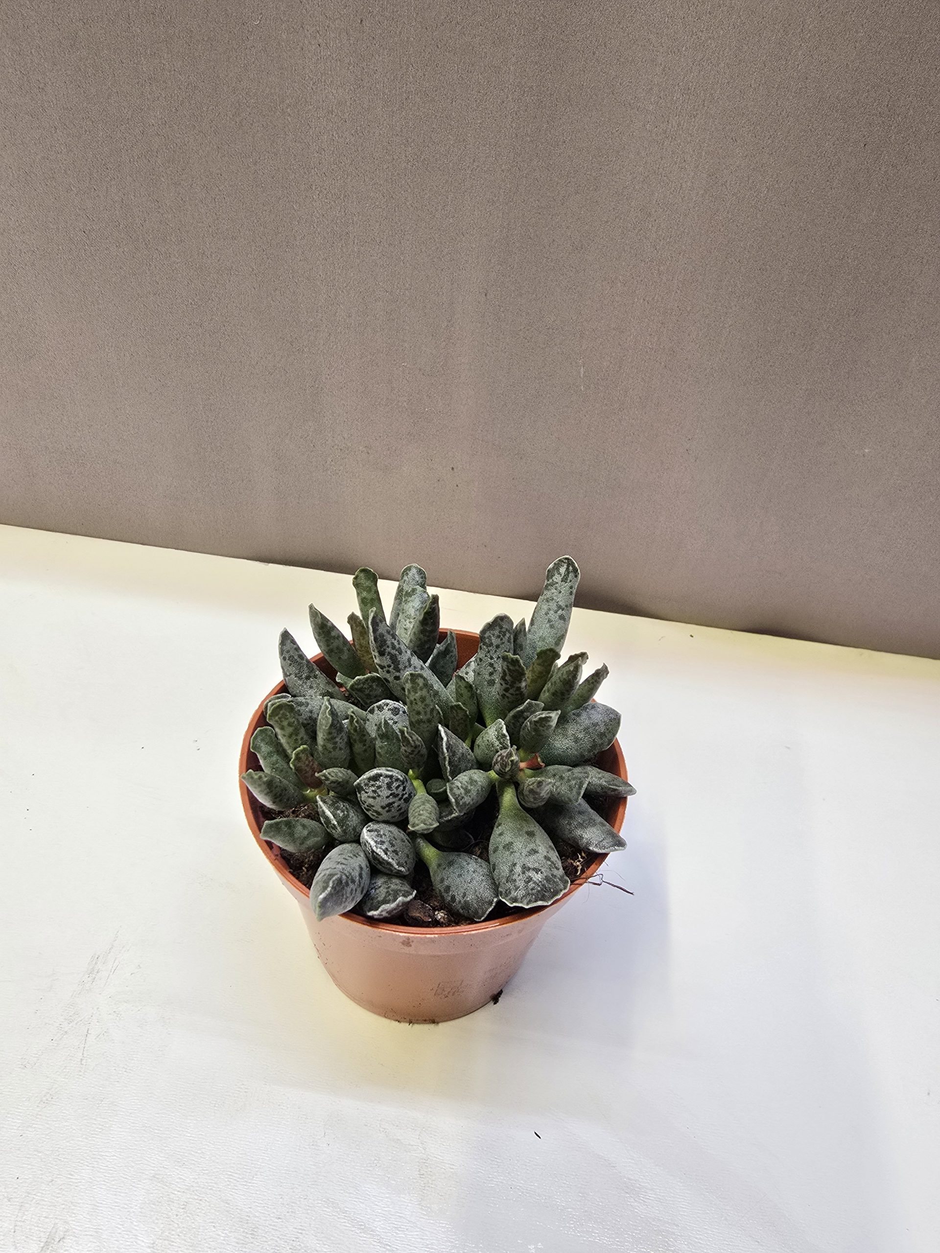 Adromischus cooperi vaskos májlevél vastag levelű különleges pozsgás növény