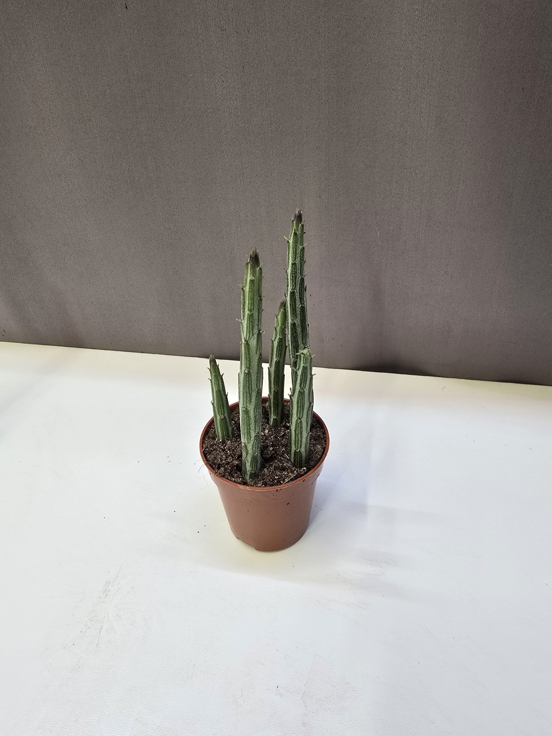 Kleinia stapeliiformis kígyópozsgás különleges, hengeres hajtású pozsgás növény