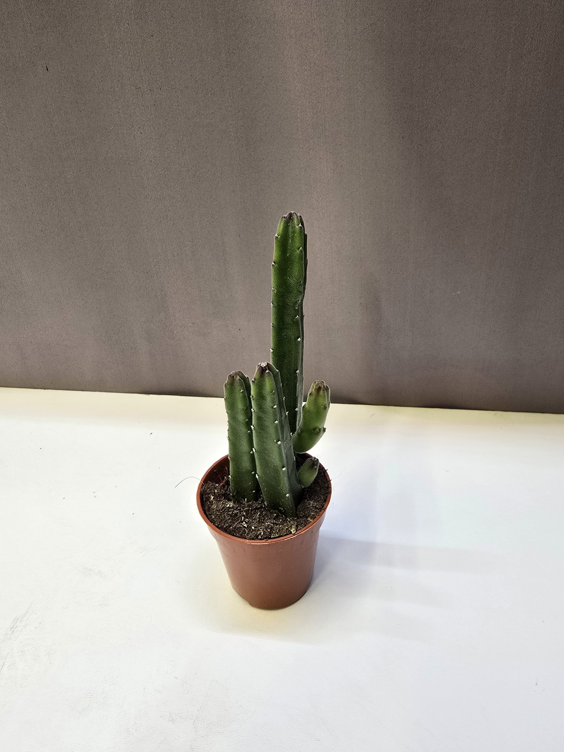 Stapelia leendertziae dögvirág nagy, csillag alakú bordó virággal rendelkező pozsgás növény