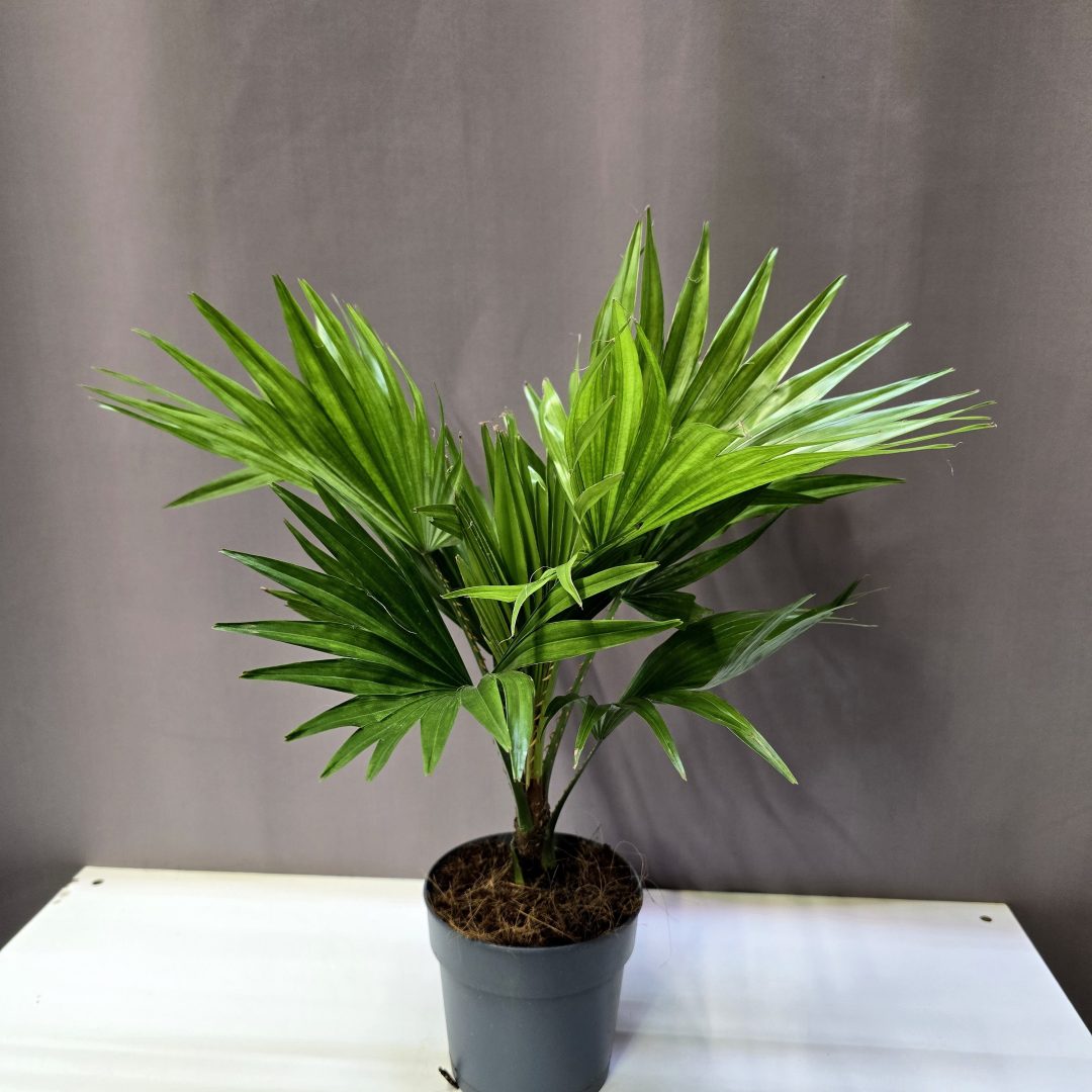 Livistona rotundifolia legyezőpálma kerekded levelű szobanövény