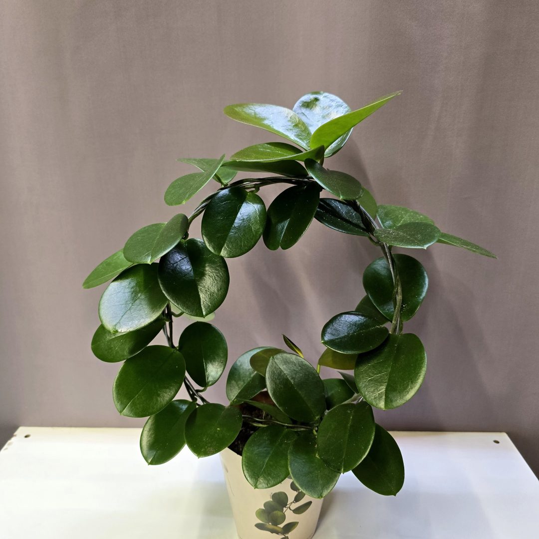 Hoya australis klasszikus viaszvirág futó szobanövény zöld levelekkel