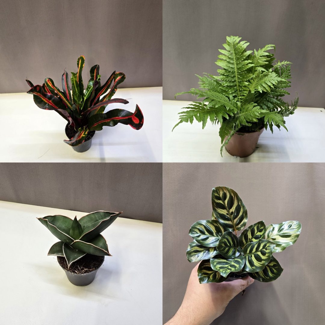 'Nem szólok a férjemnek' csomag