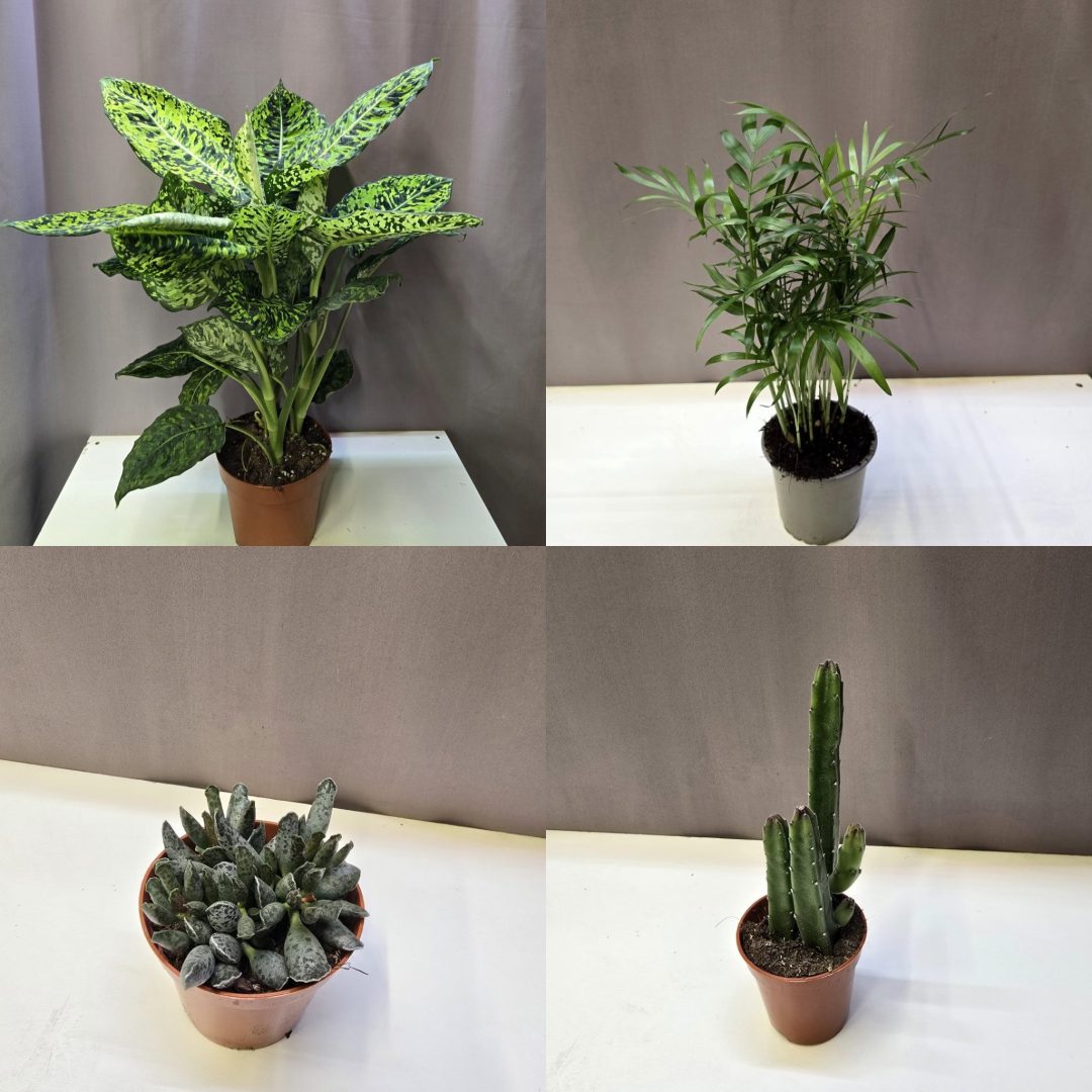 'Disznó a jégen' csomag