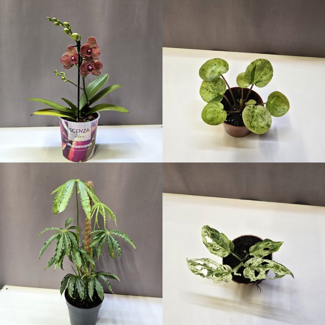 'Azt hiszem, válunk' csomag