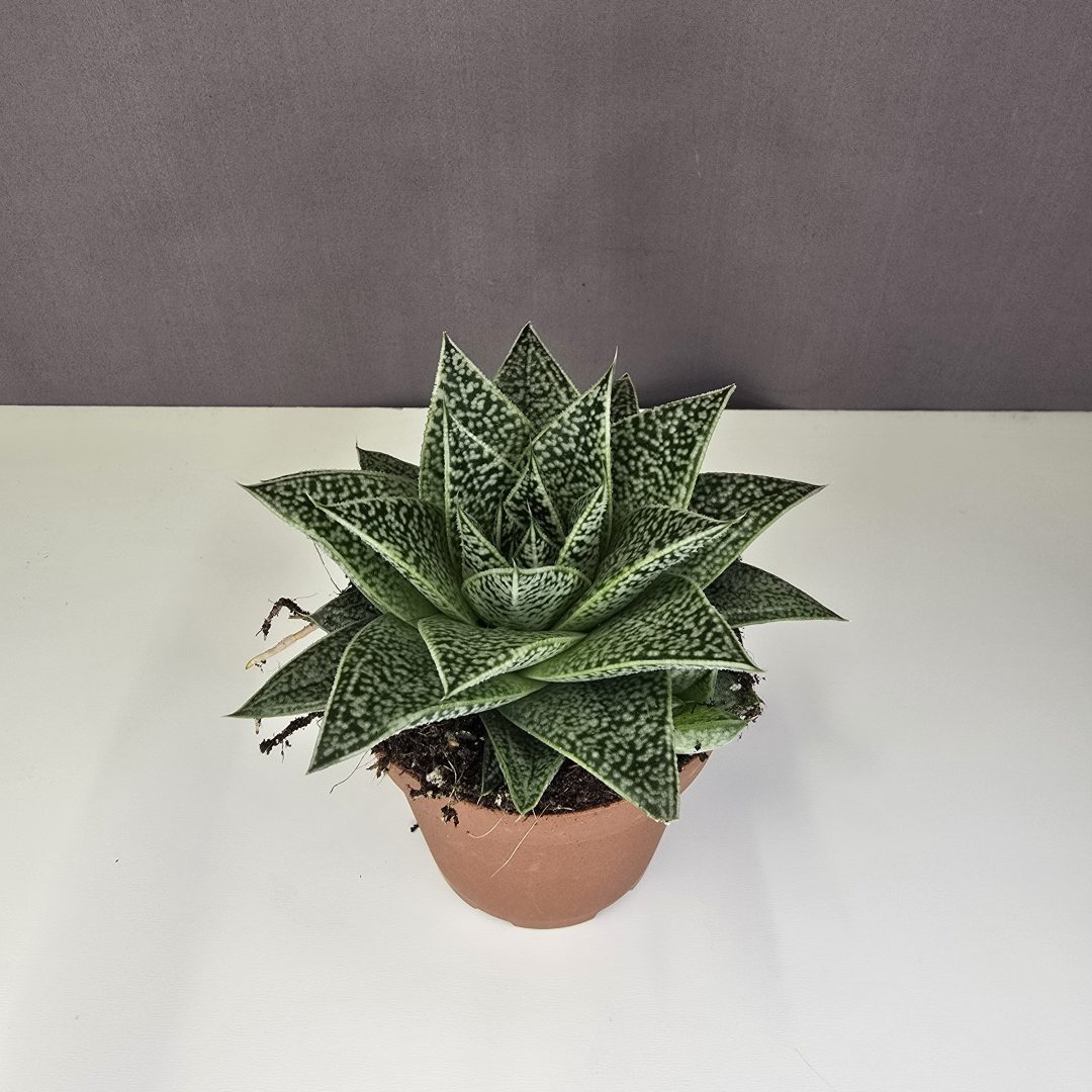 Gasteria D Tiga pozsgás növény mintázott levelű szobanövény cserépben