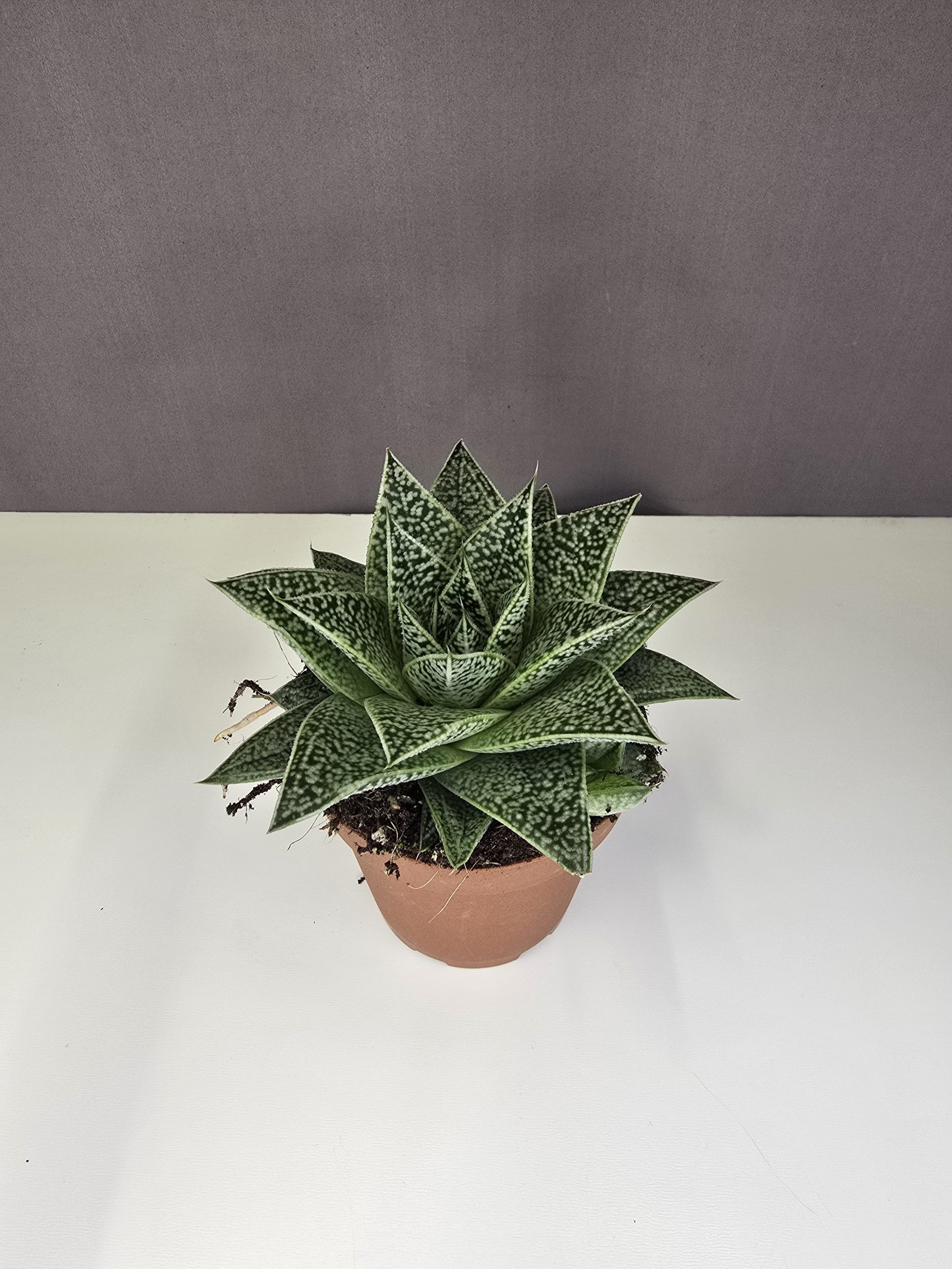 Gasteria D Tiga pozsgás növény mintázott levelű szobanövény cserépben