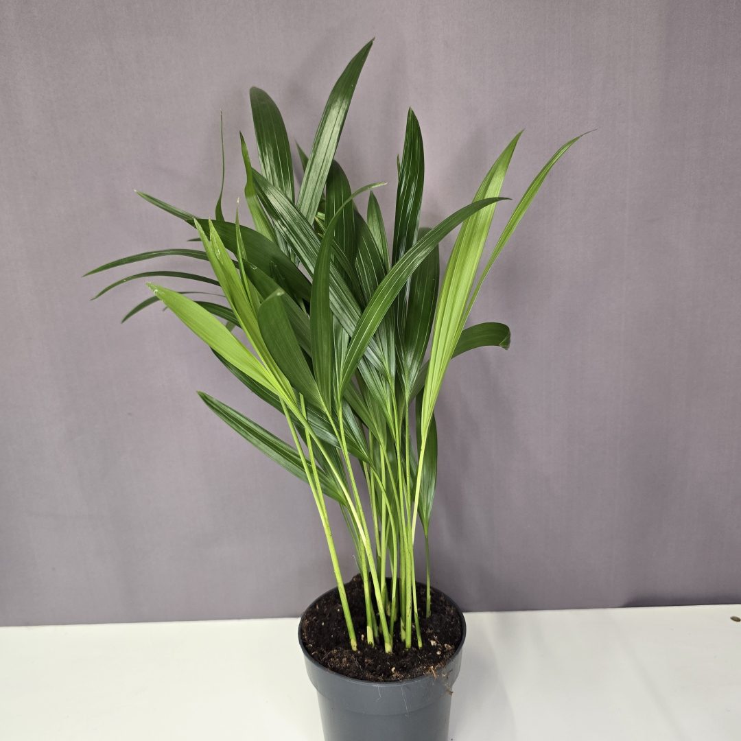 Areca lutescens aranypálma dús levelű szobanövény cserépben