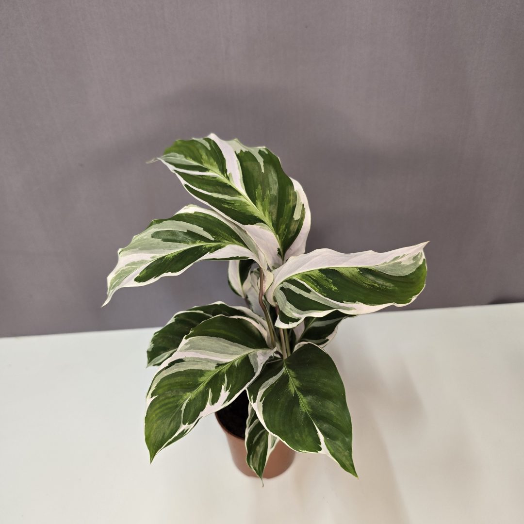 Calathea White Fusion szobanövény fehérrel tarkított levelű dísznövény cserépben