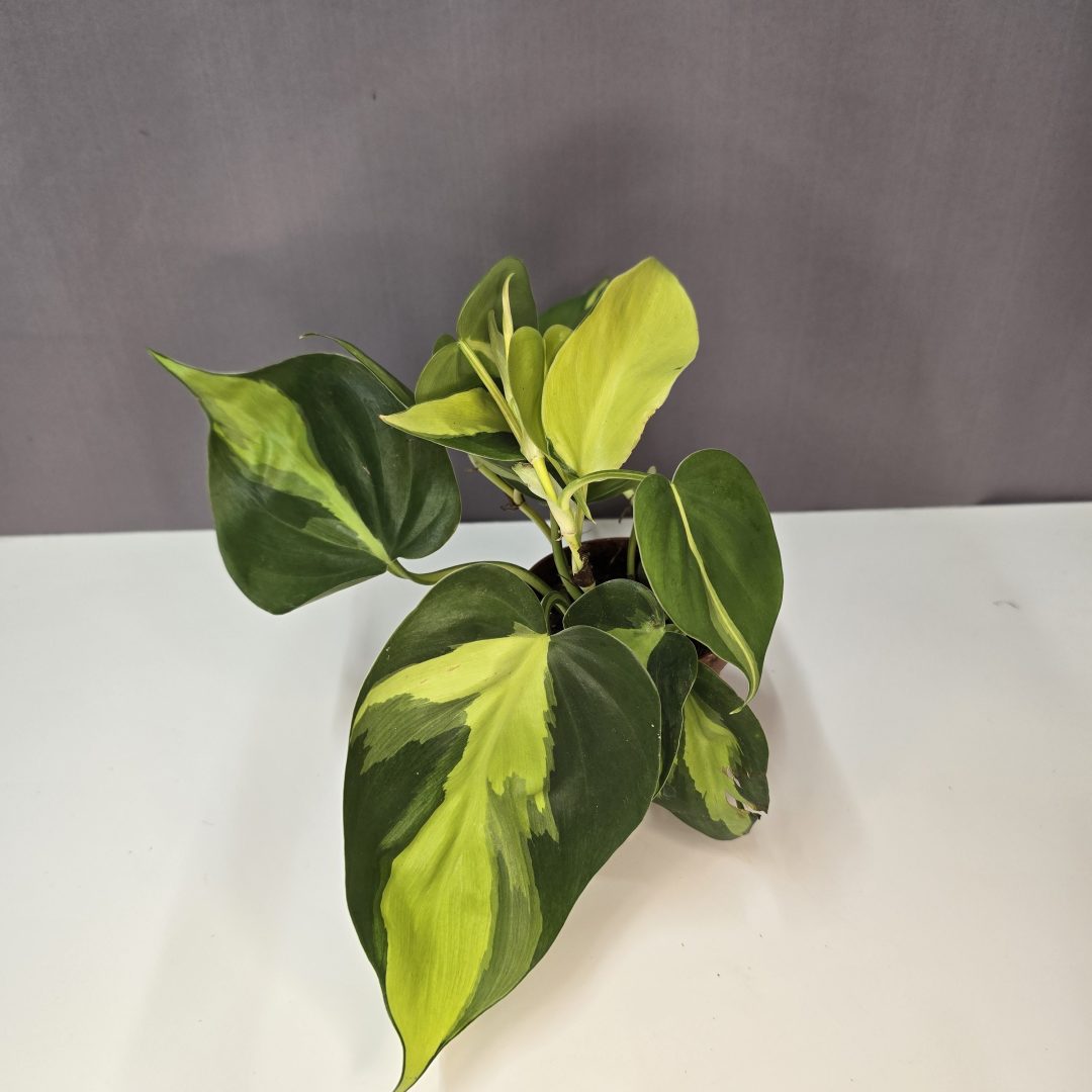 Philodendron Brasil szobanövény zöld-sárga levelű futónövény cserépben