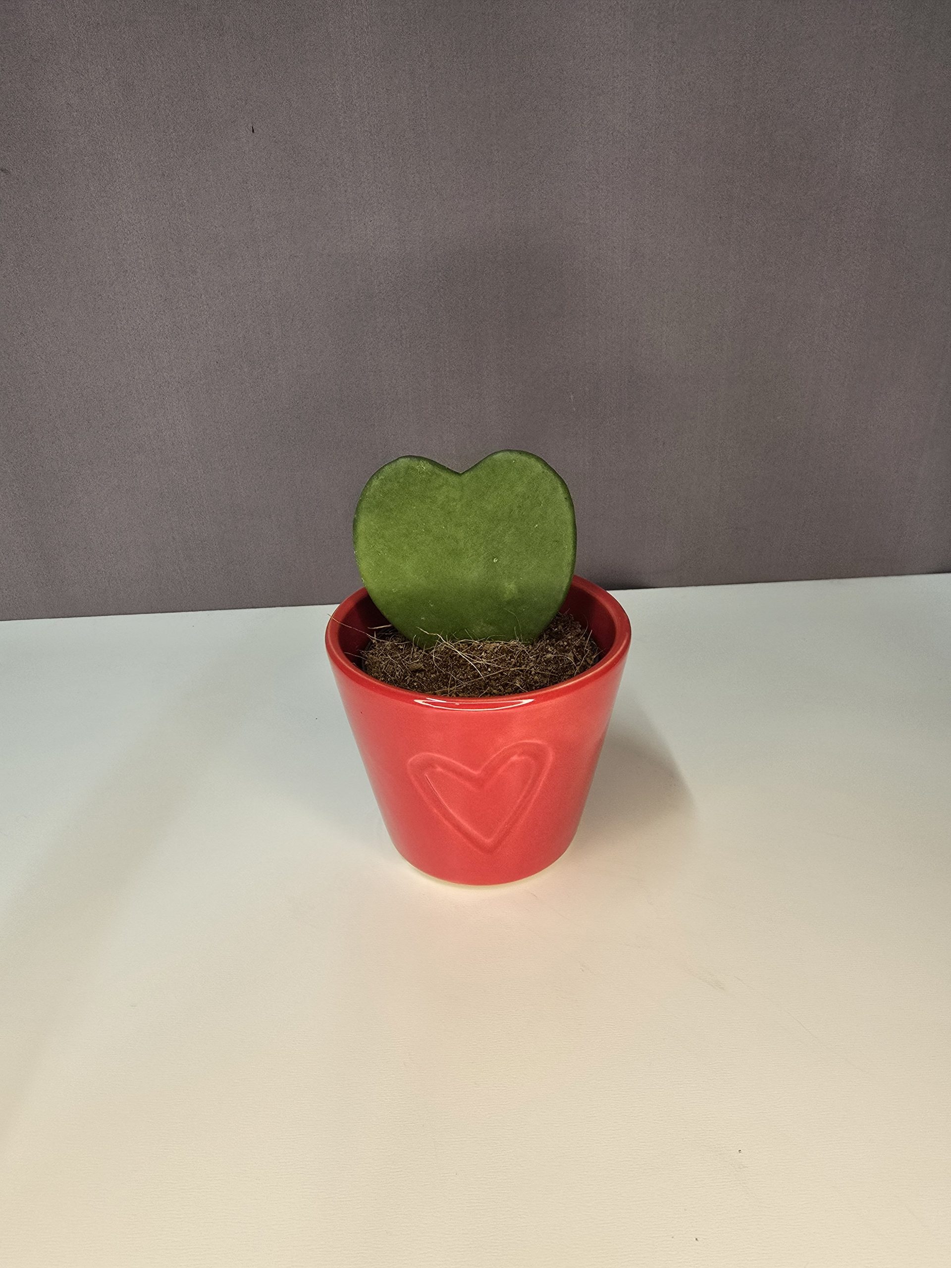 Hoya Kerrii szobanövény szív alakú levelű viaszvirág cserépben