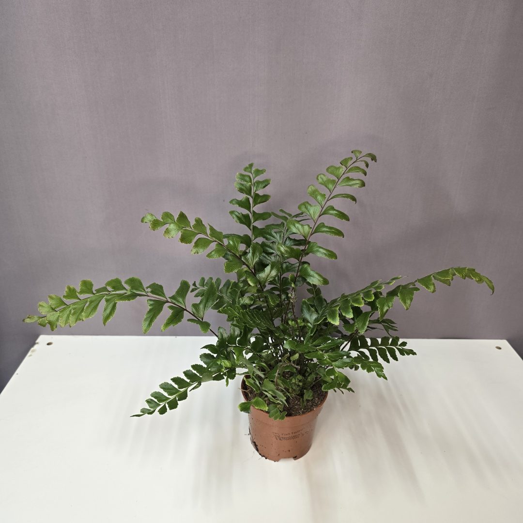 Didymochlaena truncatula