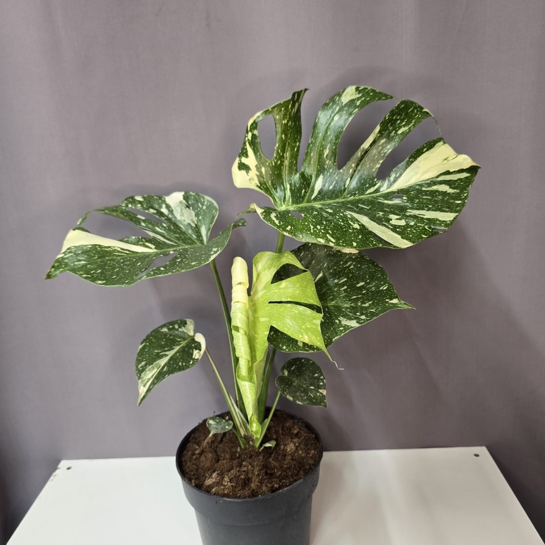 Monstera deliciosa “Thai constellation"