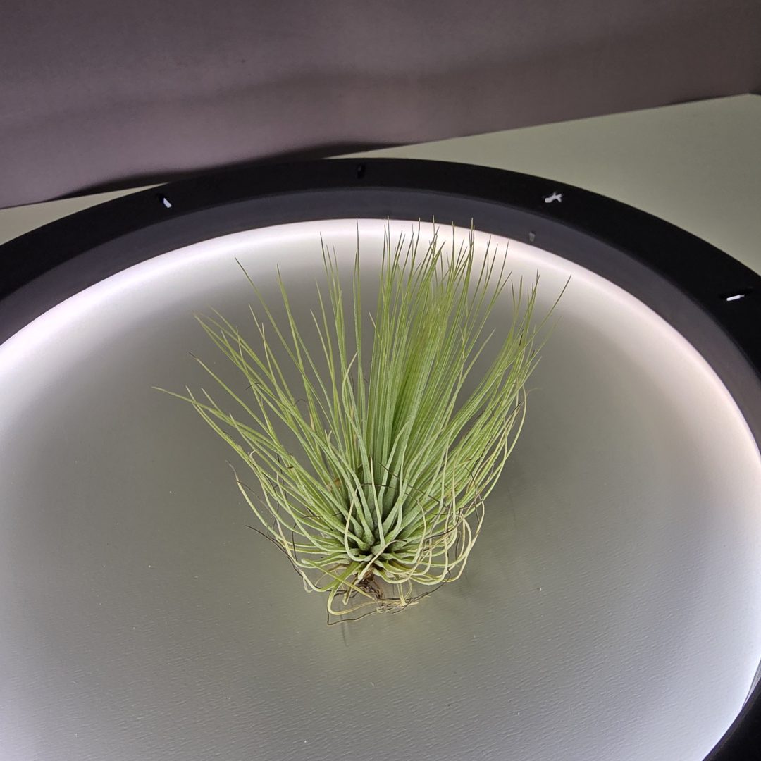Tillandsia andreana