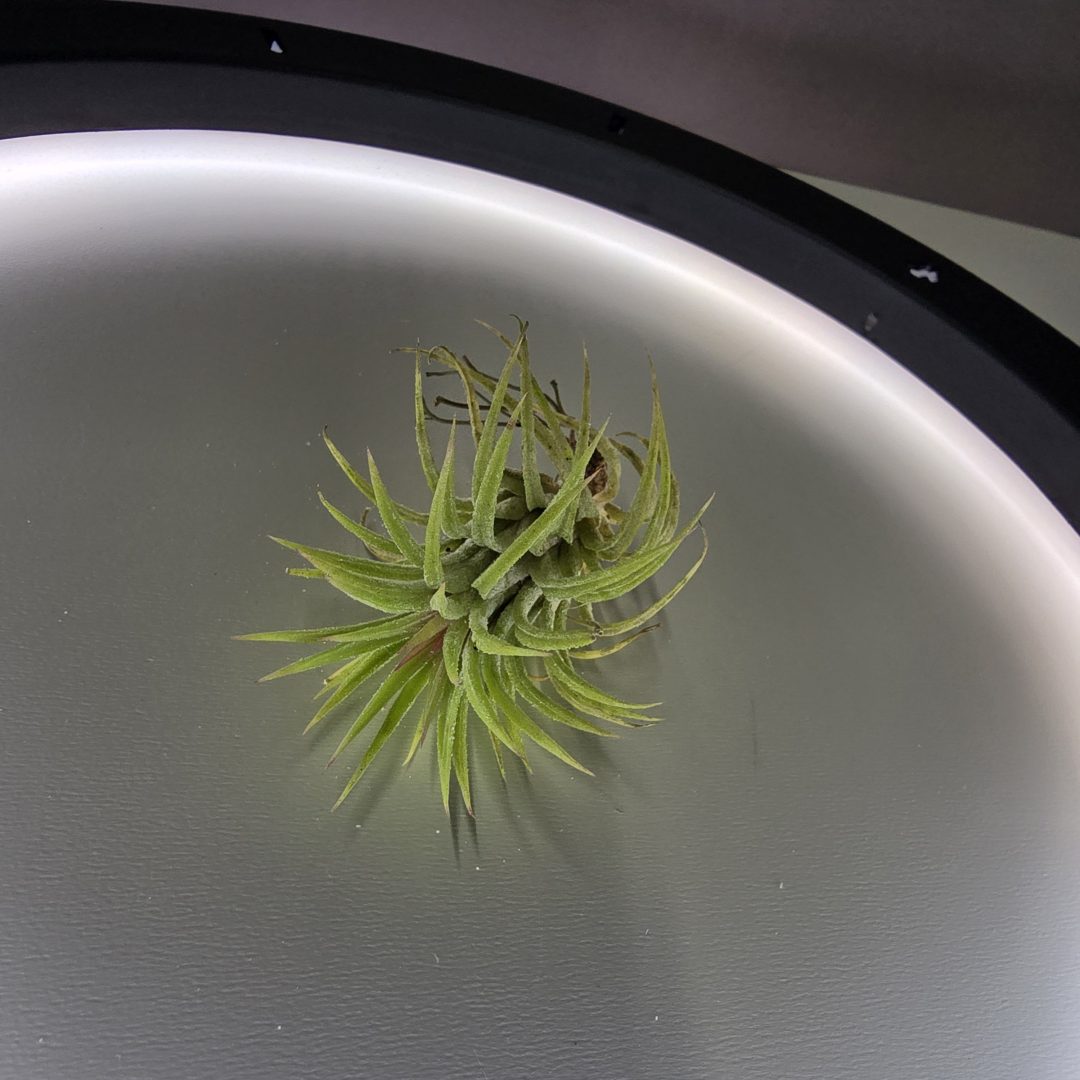 Tillandsia ionantha 'Mexico’