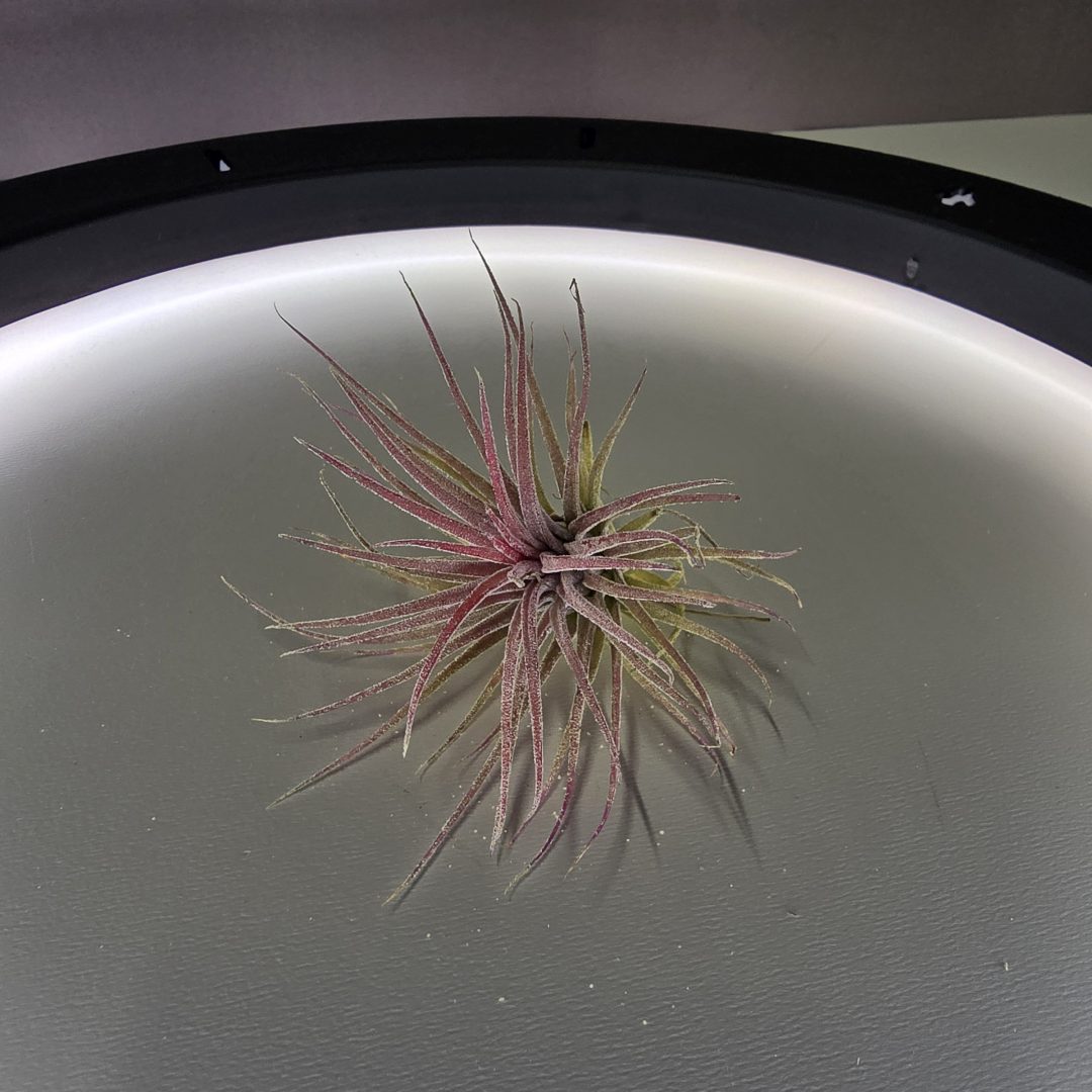 Tillandsia ionantha 'Rubra'