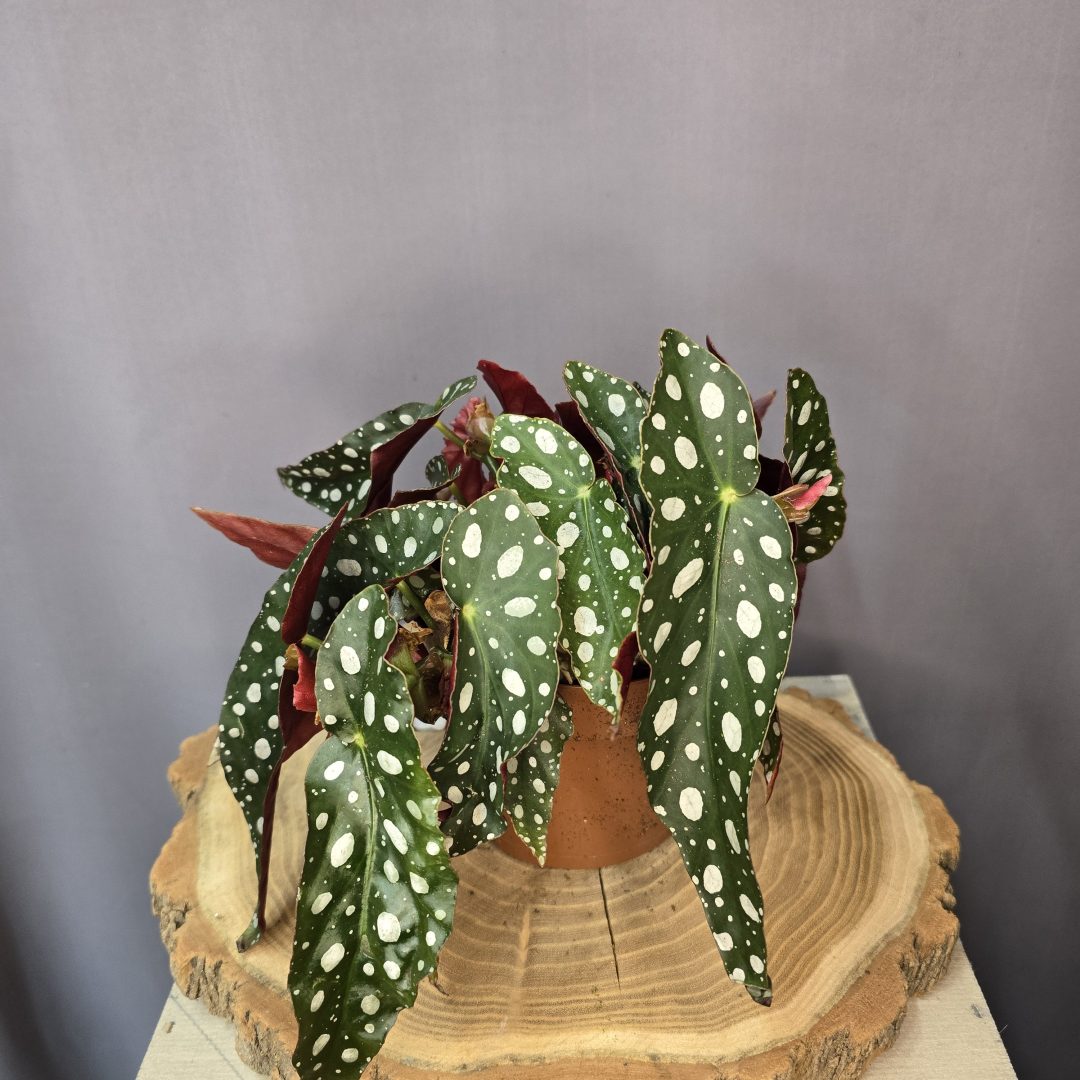 Begonia Maculata