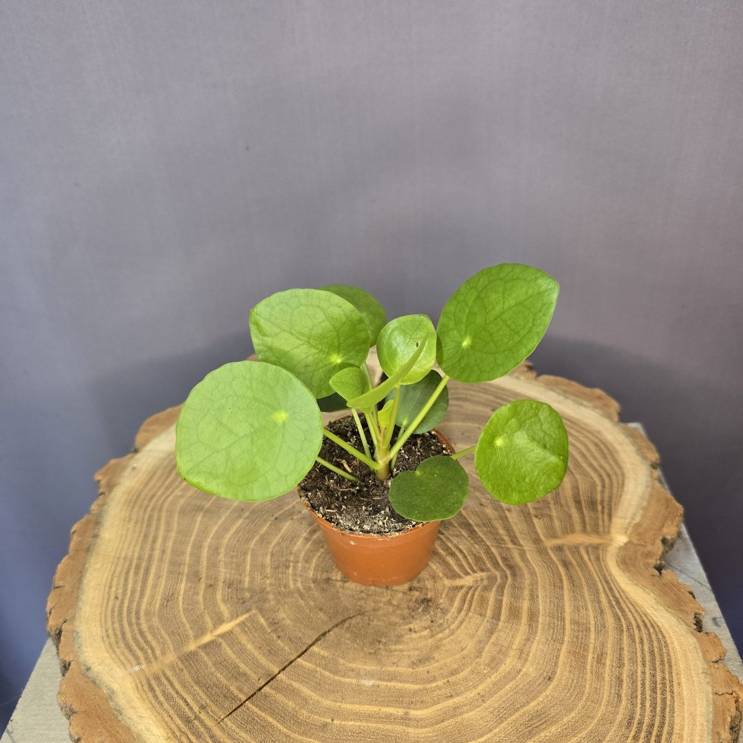 Pilea Peperomioides - Pénzlevelű pilea