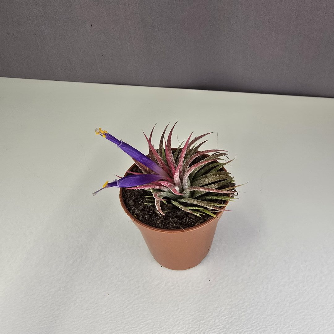 Tillandsia ionantha 'Rubra'