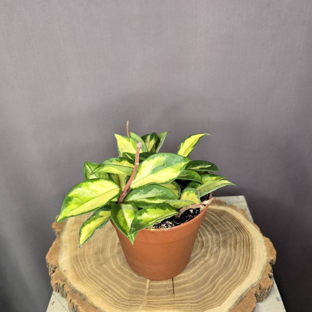 Hoya carnosa Krimson Princess tarka levelű viaszvirág futónövény