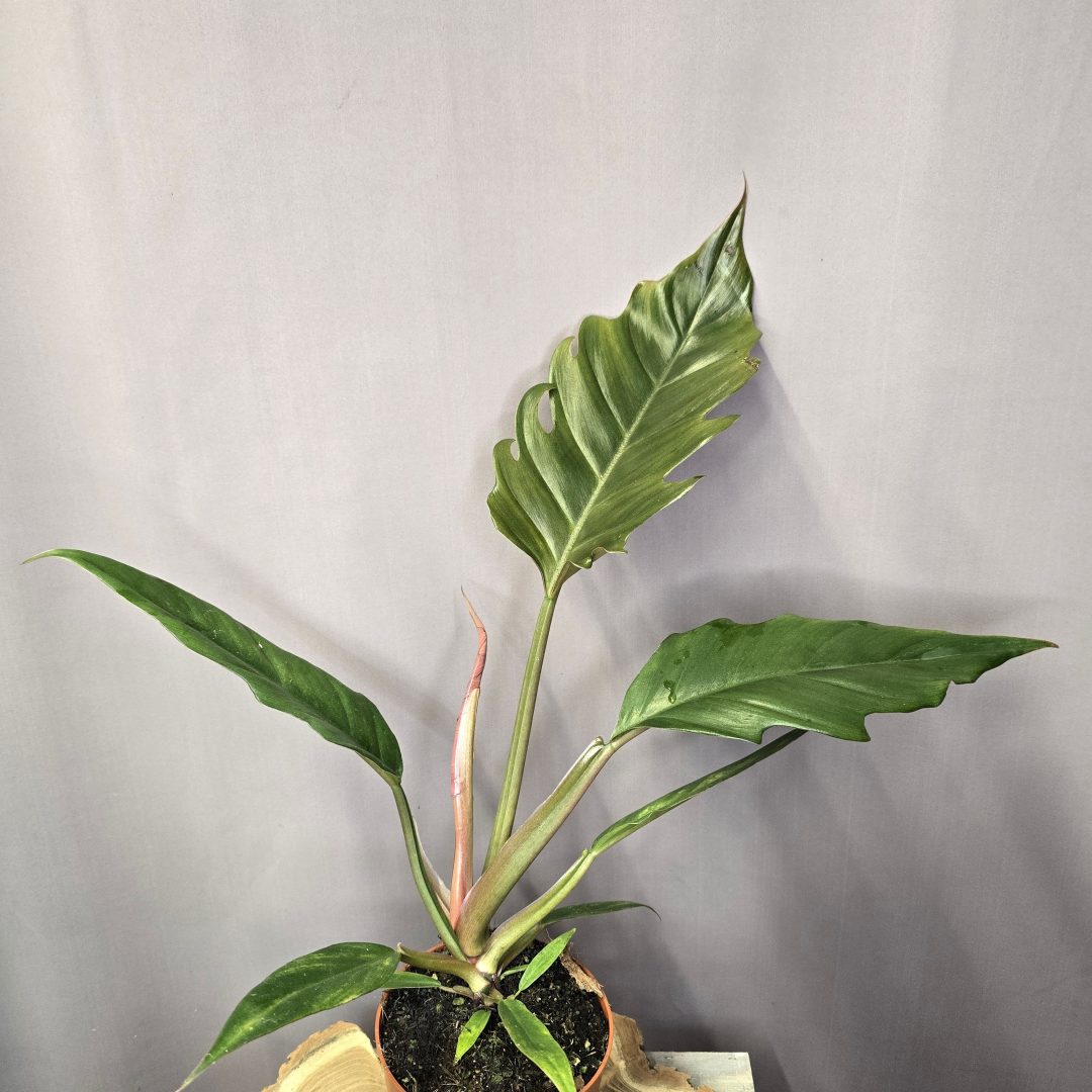 Philodendron Choco Empress szobanövény sötét levelű trópusi dísznövény cserépben