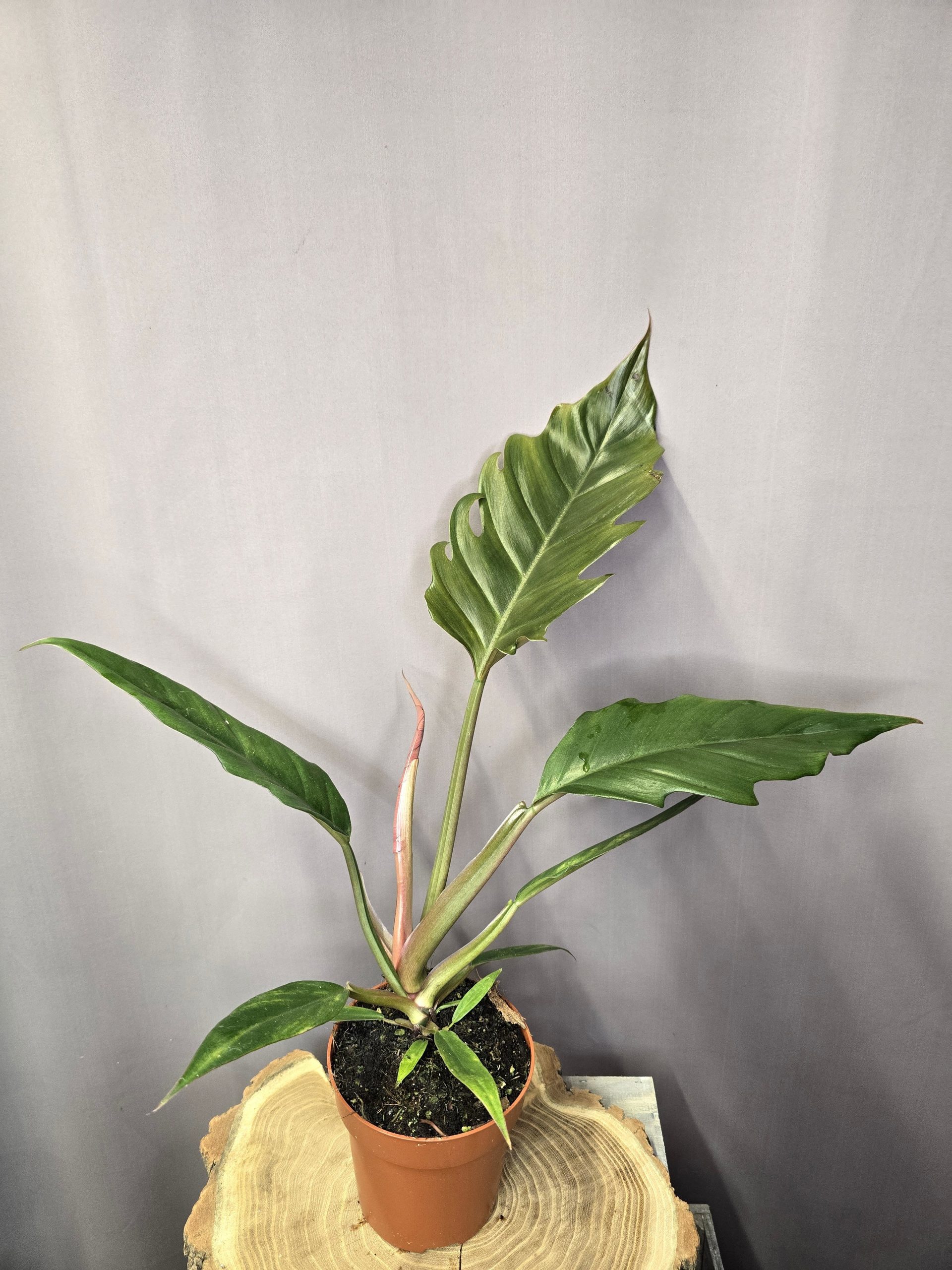 Philodendron Choco Empress szobanövény sötét levelű trópusi dísznövény cserépben