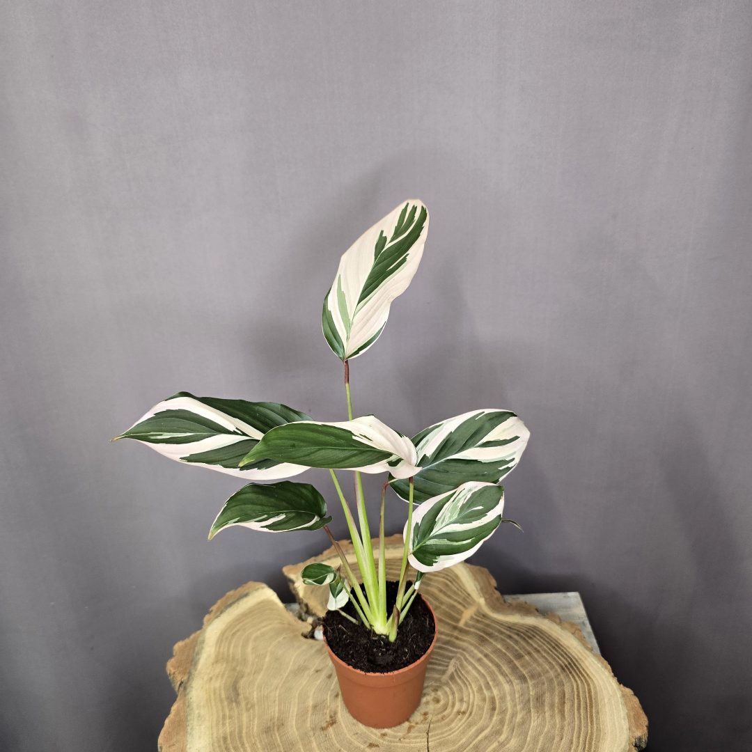 Calathea Princess Dahlia szobanövény mintás levelű dísznövény cserépben