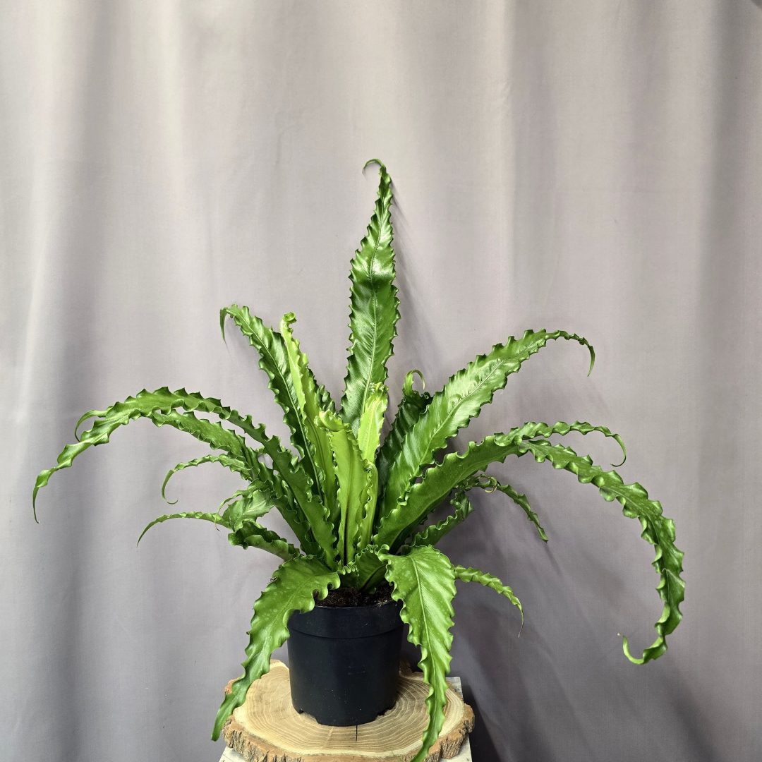 Asplenium Osaka madárfészekpáfrány fényes levelű szobanövény cserépben