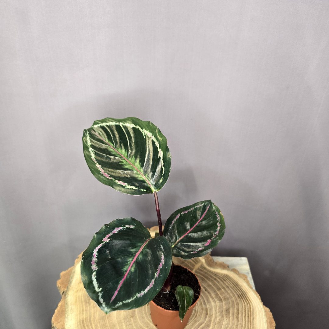 Calathea Roseopicta Dottie szobanövény sötét levelű dísznövény cserépben