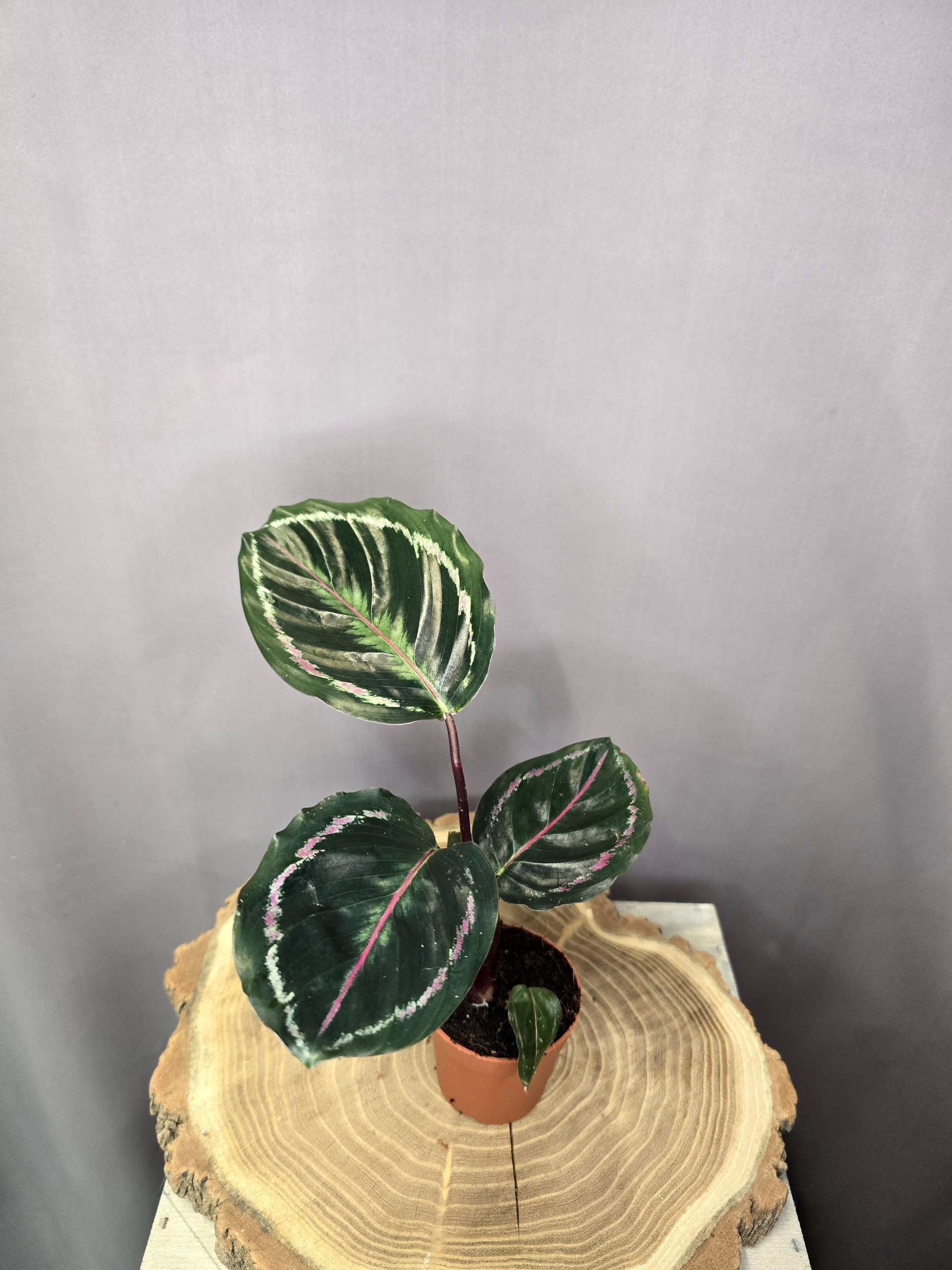 Calathea Roseopicta Dottie szobanövény sötét levelű dísznövény cserépben