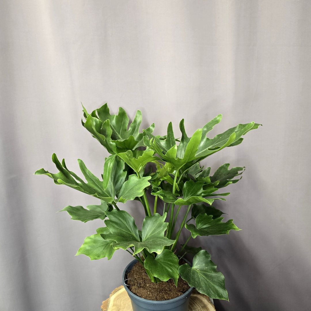 Philodendron Hope szobanövény nagy levelű trópusi dísznövény cserépben