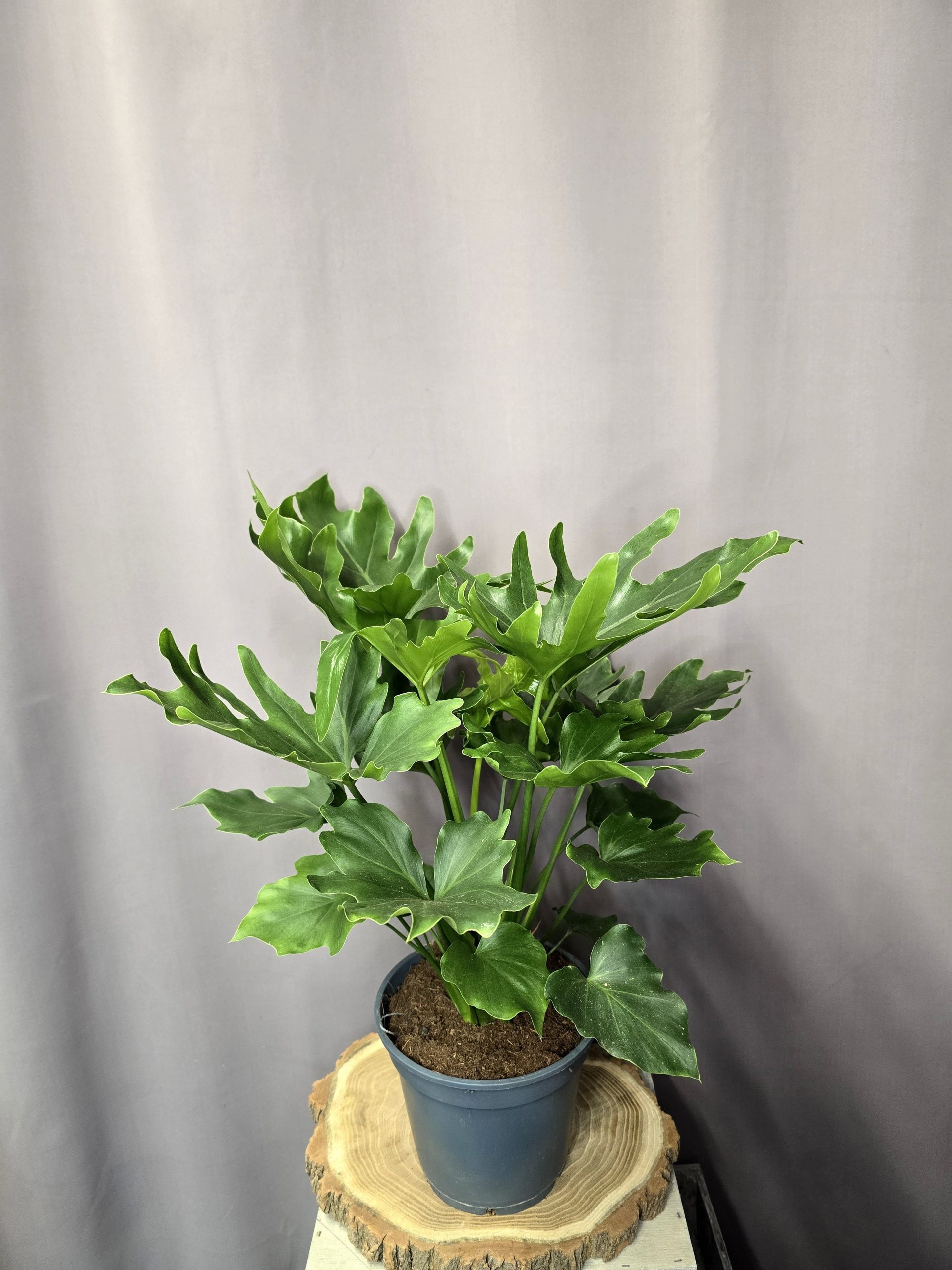 Philodendron Hope szobanövény nagy levelű trópusi dísznövény cserépben