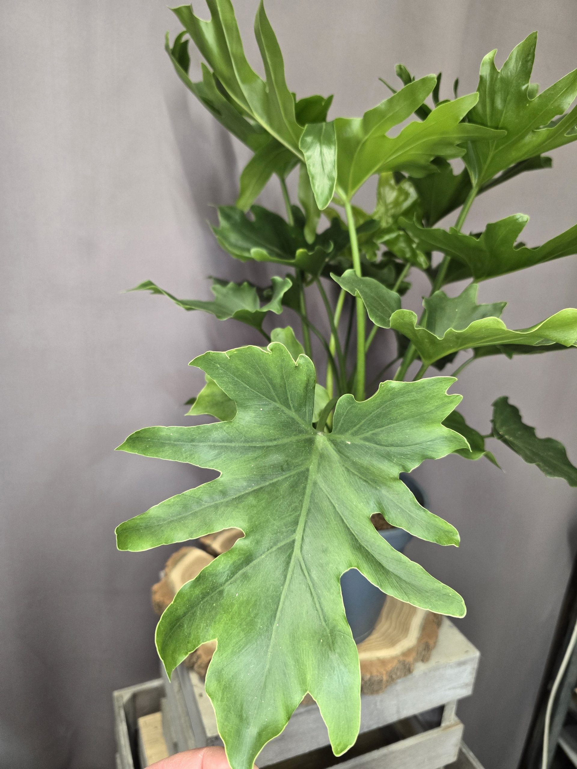 Philodendron 'Hope' - Image 2