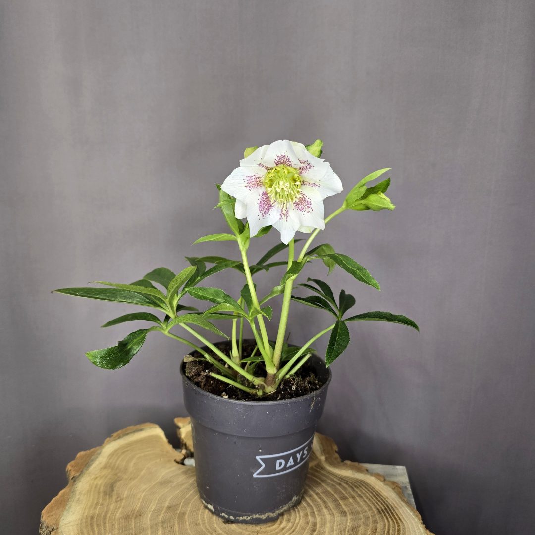 Helleborus cirmos
