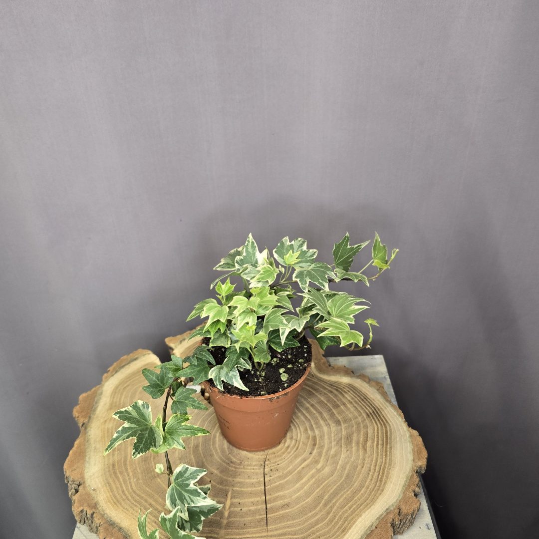 Hedera Kolibri futónövény tarka levelű borostyán cserépben