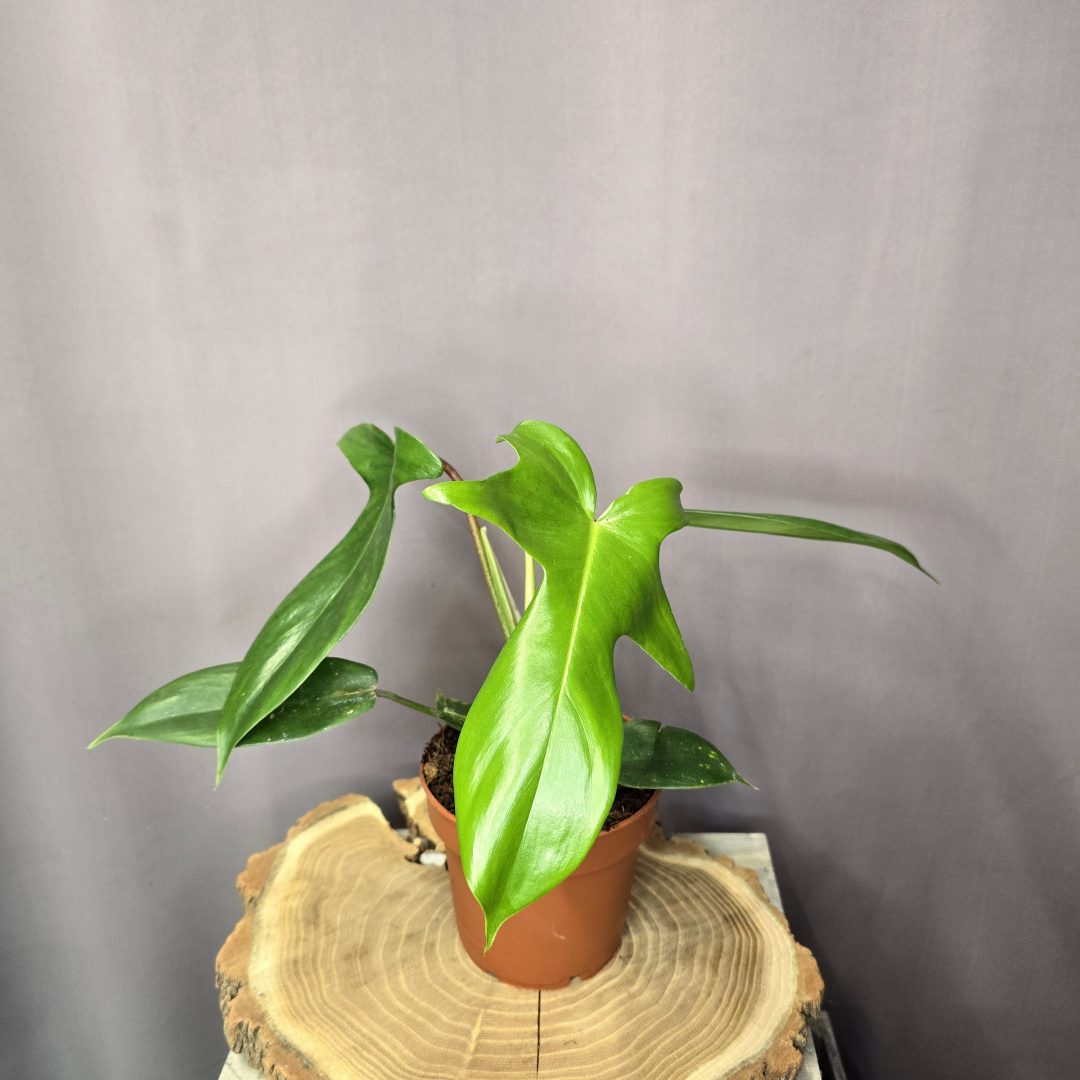 Philodendron Florida Green szobanövény különleges formájú levelű trópusi dísznövény cserépben