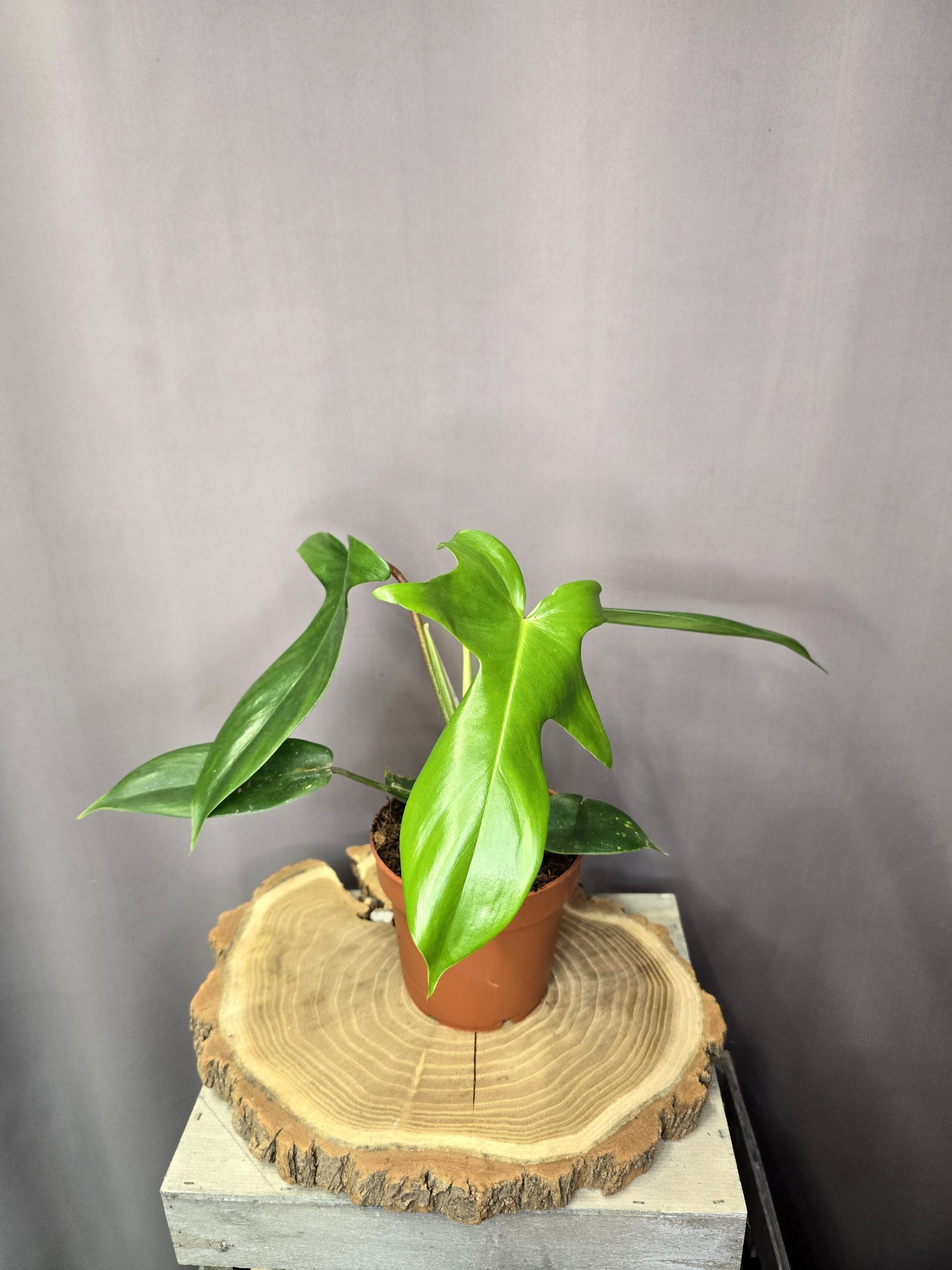 Philodendron Florida Green szobanövény különleges formájú levelű trópusi dísznövény cserépben