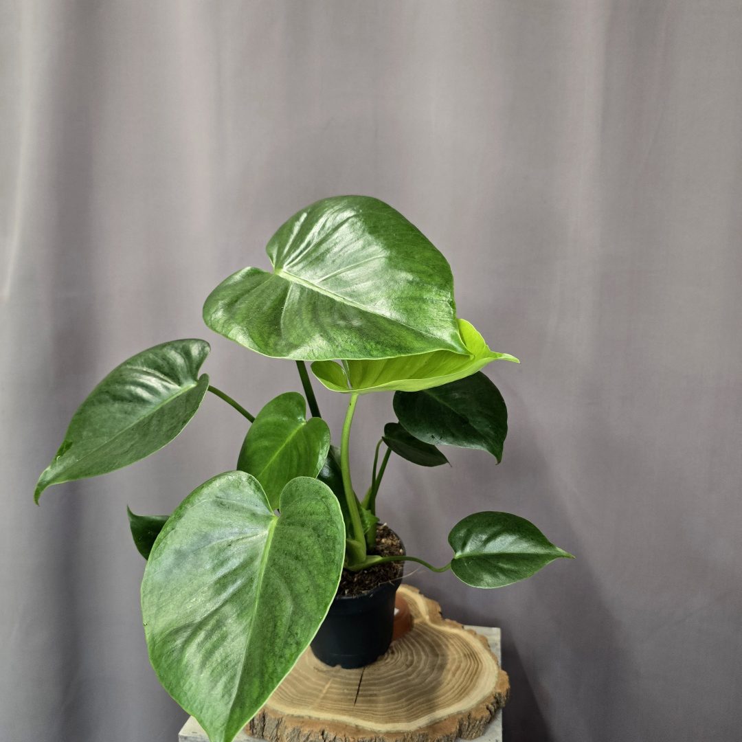 Monstera deliciosa szobanövény nagy lyukas levelű trópusi dísznövény cserépben