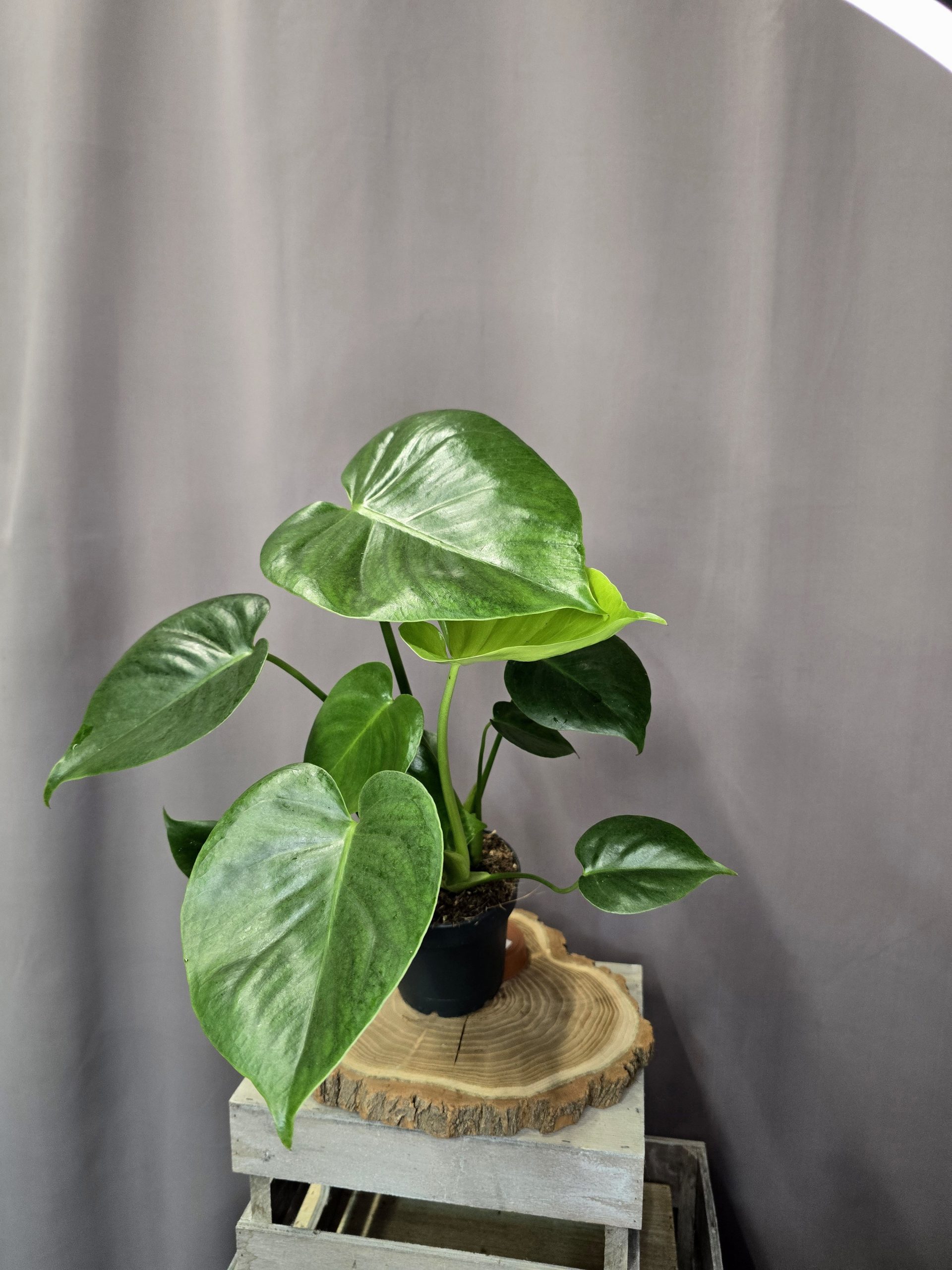 Monstera deliciosa szobanövény nagy lyukas levelű trópusi dísznövény cserépben