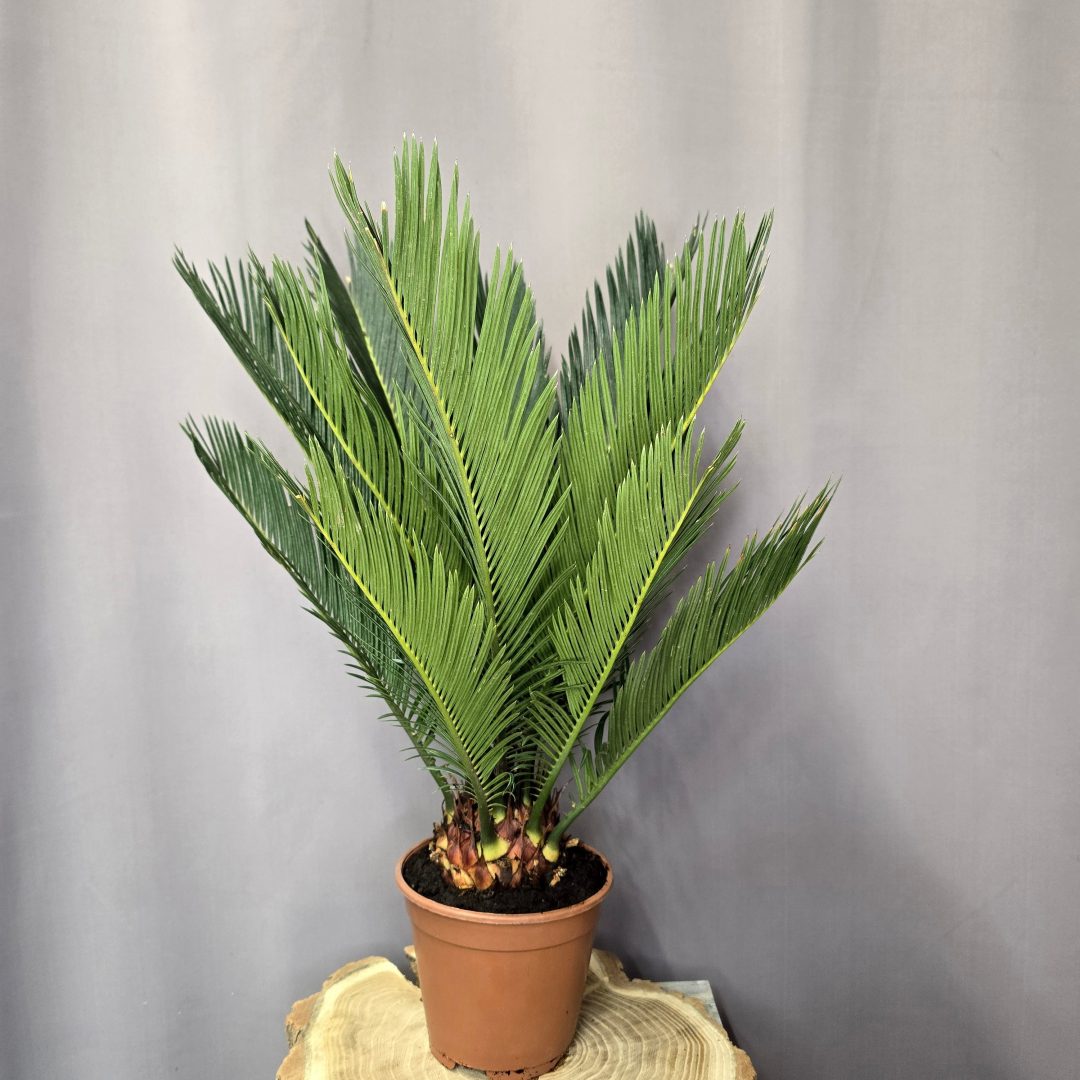 Cycas revoluta szobai pálma merev levelű egzotikus dísznövény cserépben