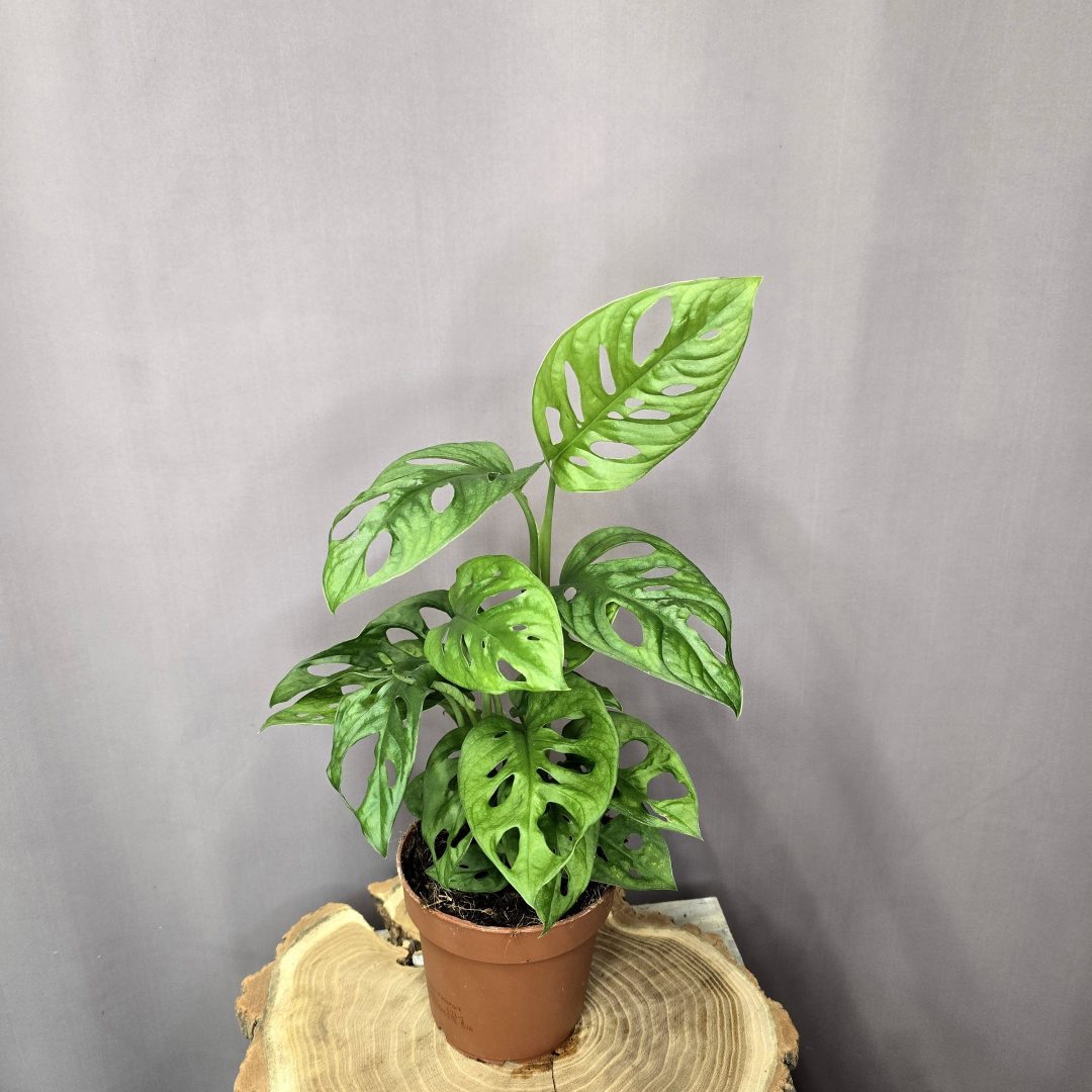 Monstera adansonii szobanövény lyukas levelű futónövény cserépben