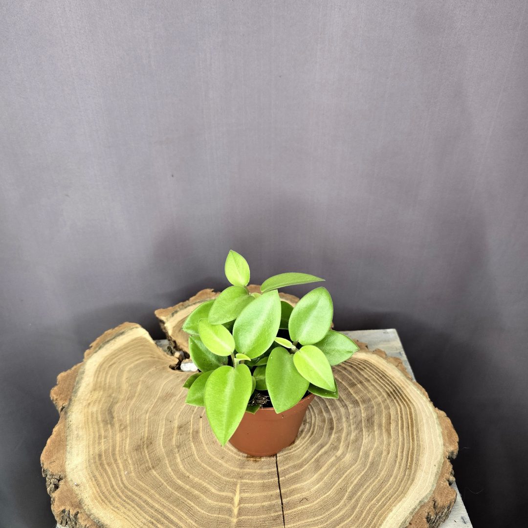 Peperomia Pixie szobanövény fényes levelű kompakt dísznövény cserépben