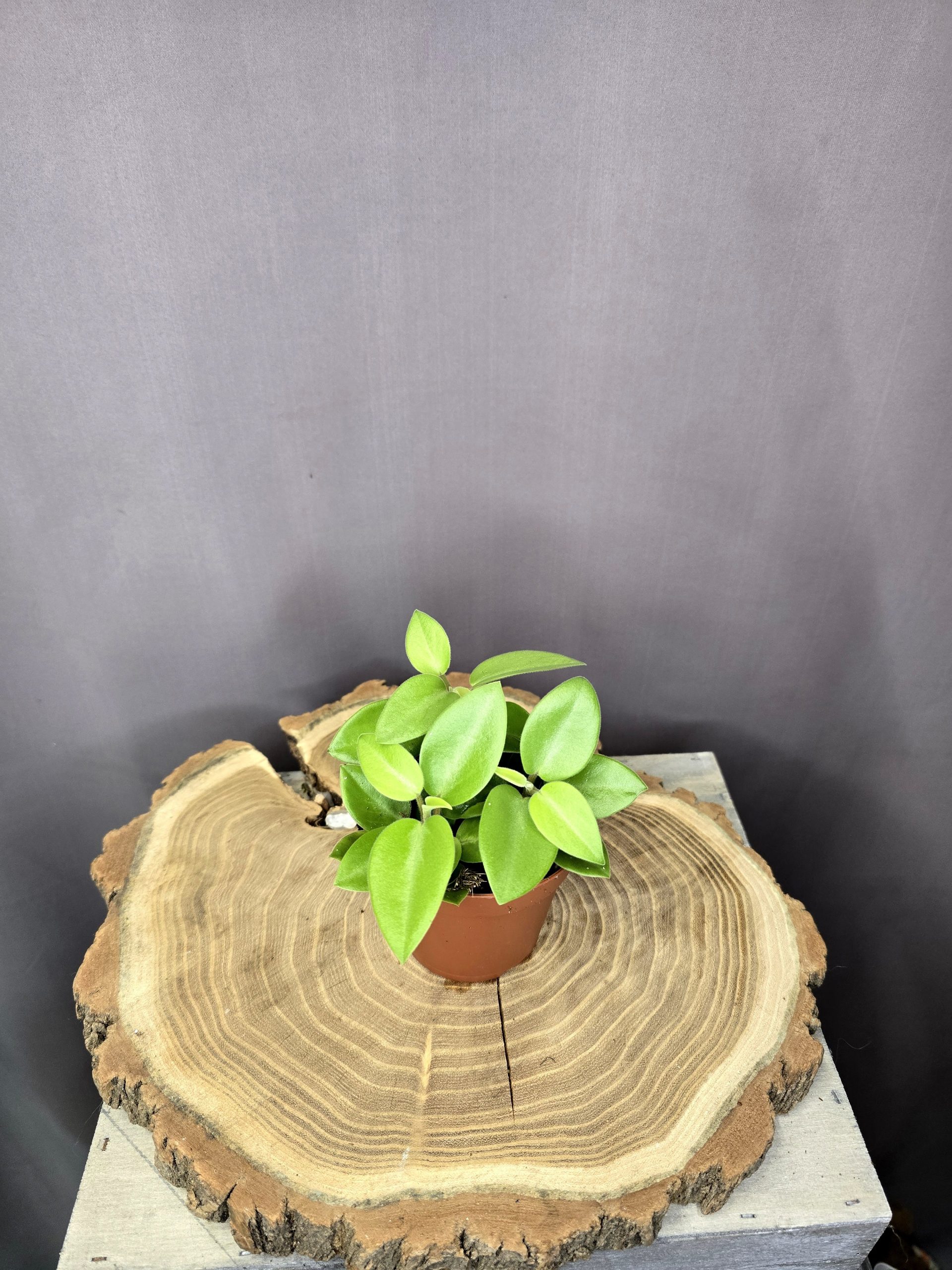 Peperomia Pixie szobanövény fényes levelű kompakt dísznövény cserépben