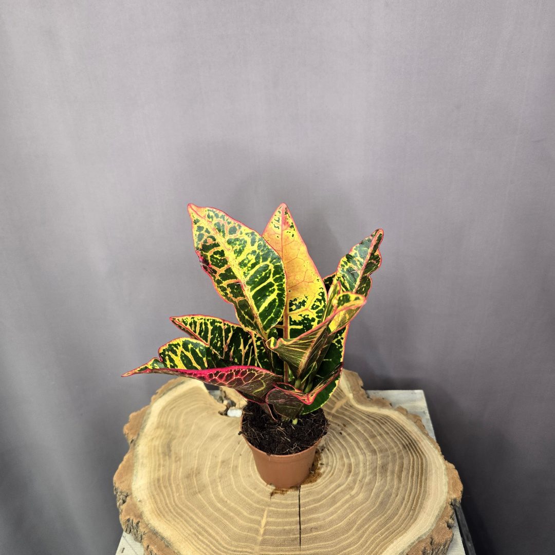 Codiaeum Petra szobanövény színes levelű kroton cserépben
